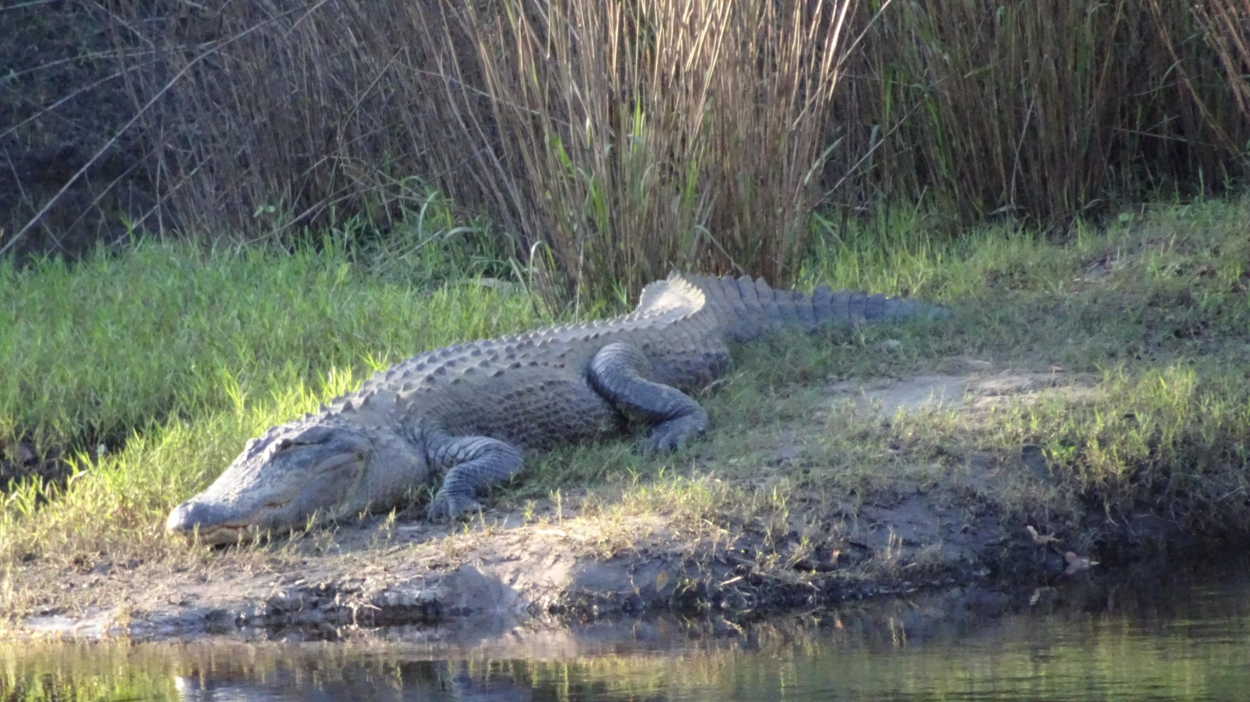 A large crocodile resting on the riverbank, surrounded by lush green grass and tall reeds in the background. The crocodile is partially submerged, with its head and front legs visible on the bank. Little Big Econ State Forest mountain bike trail.