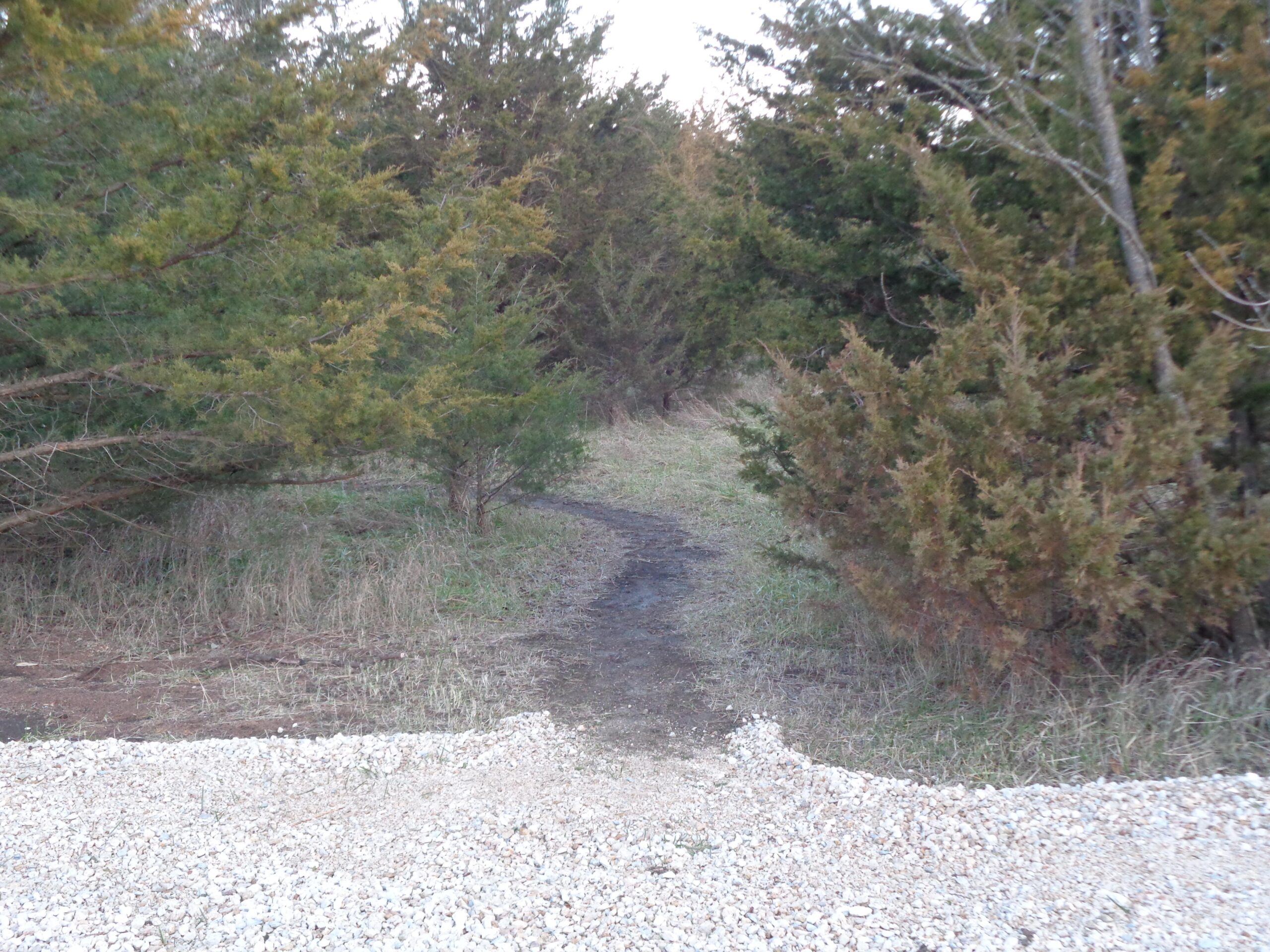 A narrow, winding dirt path meanders through a wooded area, bordered by green shrubs and trees. The ground is partially covered with gravel and grass, indicating a natural setting. The scene is tranquil, suggesting a gentle transition from an open area to a denser forest. Lehigh Portland Trails mountain bike trail.