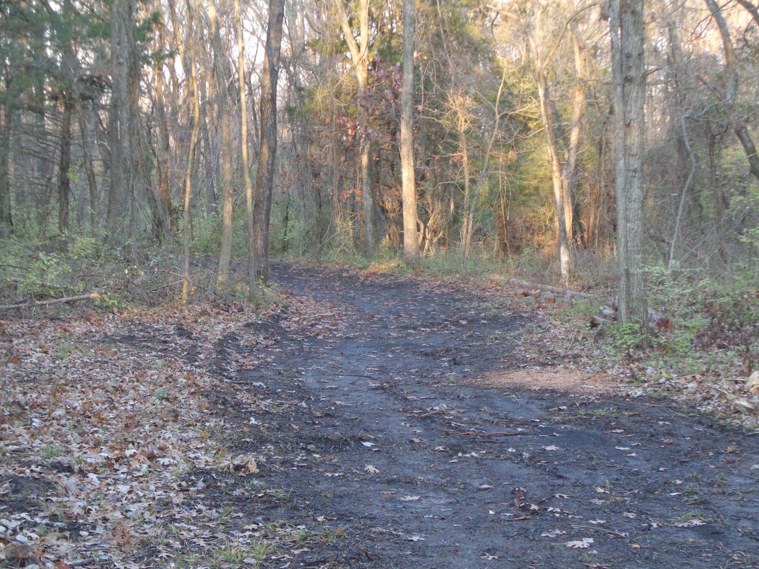 A winding dirt path through a forest, surrounded by trees with sparse leaves and fallen foliage, illuminated by soft sunlight filtering through the branches. Lehigh Portland Trails mountain bike trail.