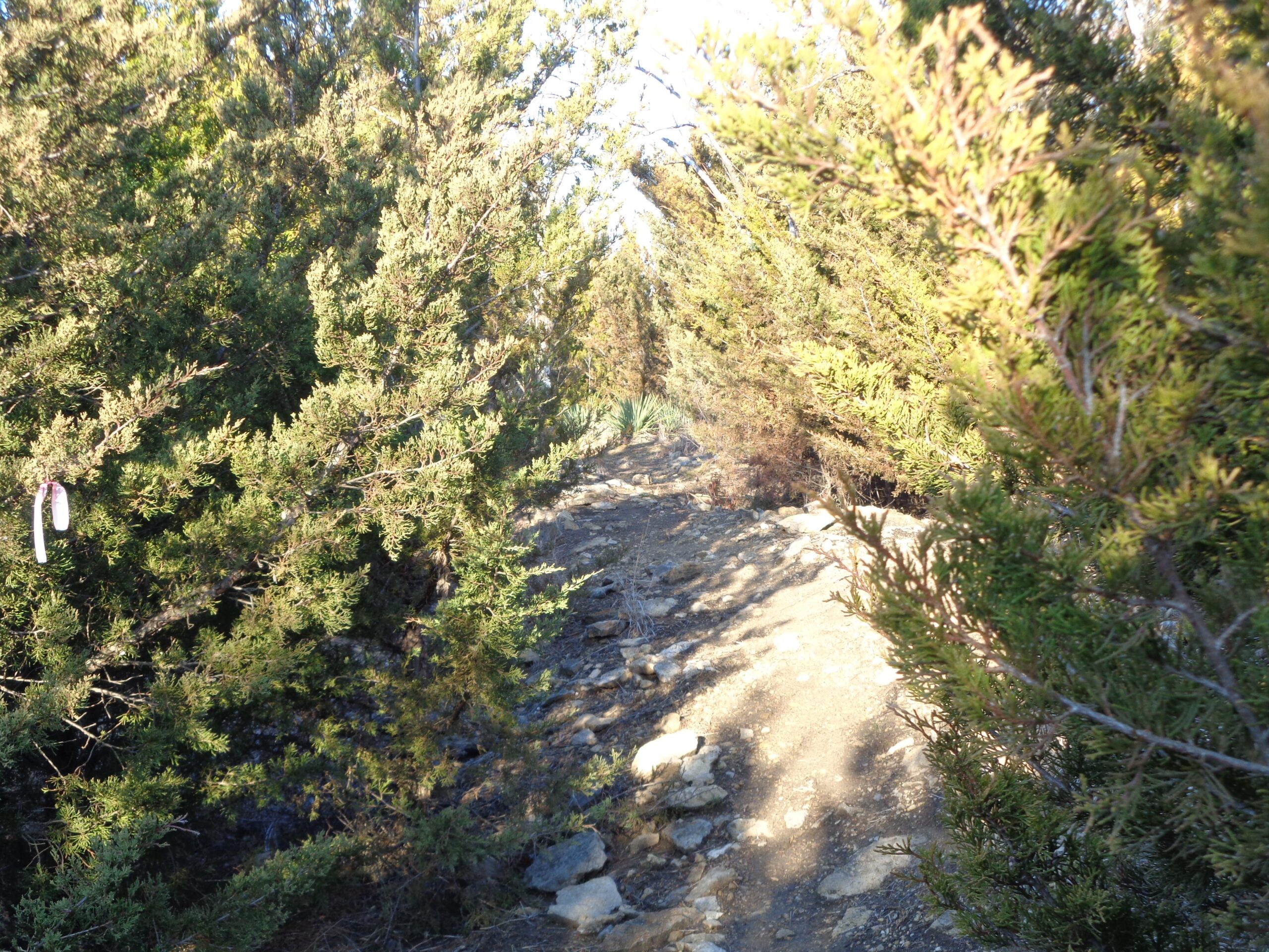 A narrow dirt path lined with green shrubs and small rocks, leading into a shaded area. Sunlight filters through the foliage, creating a serene atmosphere. A pink marker is visible on one of the bushes along the trail. Lehigh Portland Trails mountain bike trail.
