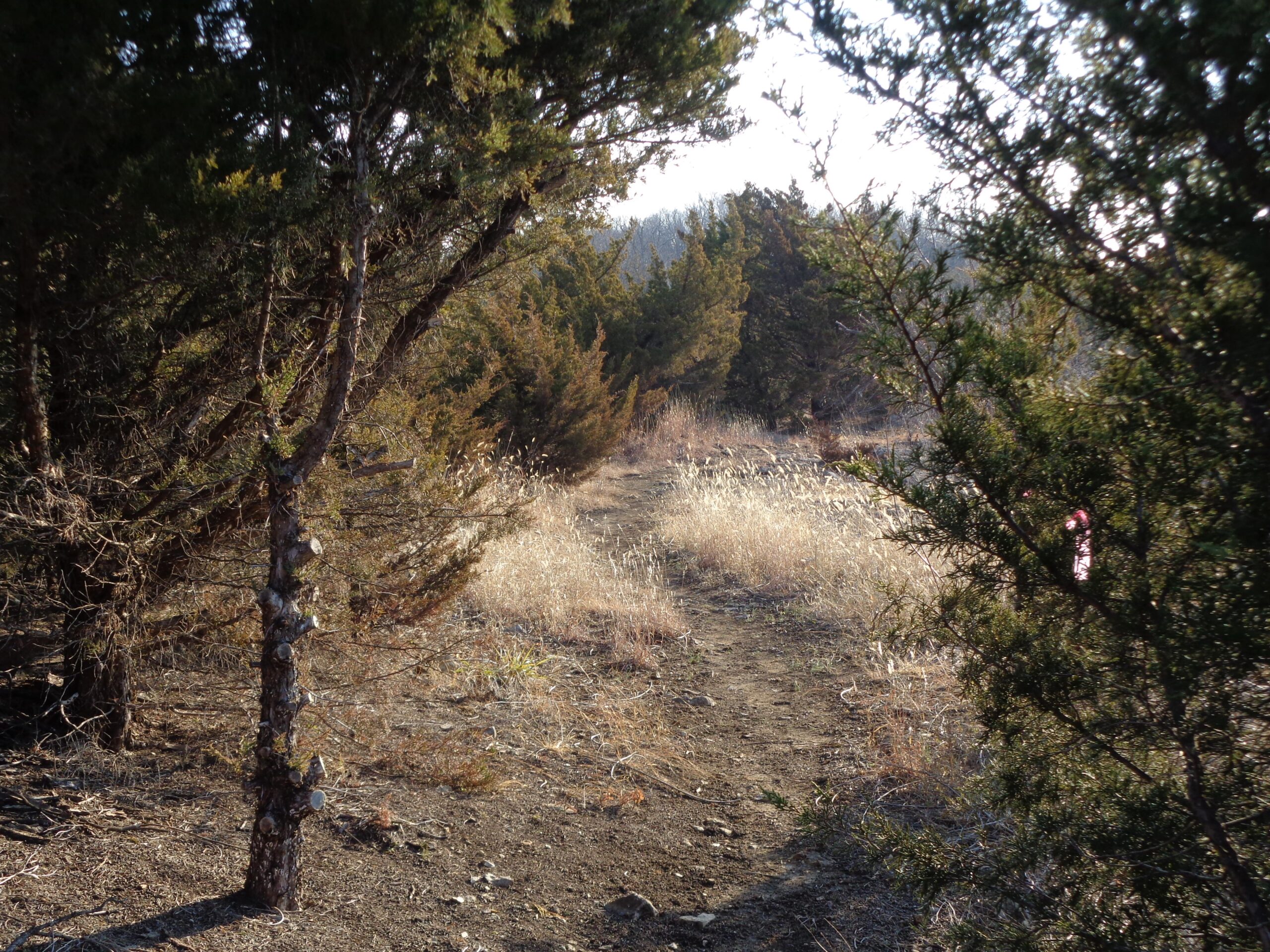 A narrow dirt path winding through a wooded area with tall grasses and scattered trees, illuminated by soft sunlight. Lehigh Portland Trails mountain bike trail.