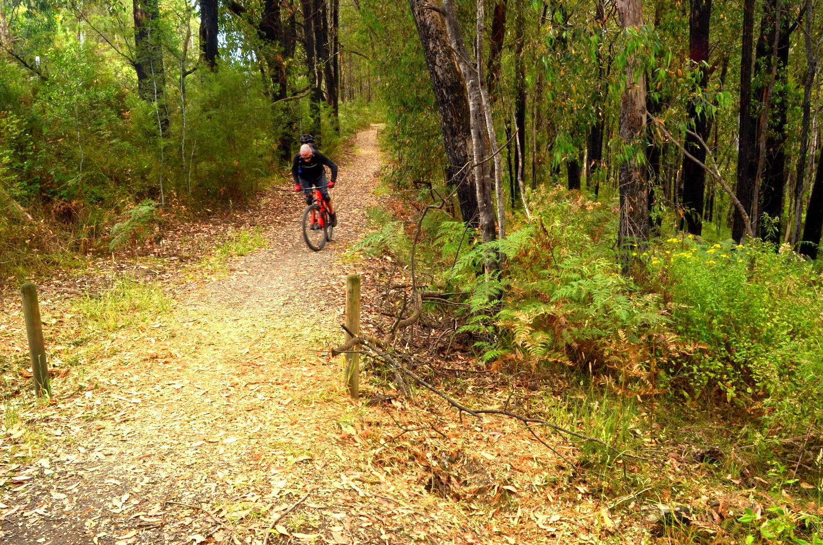 A cyclist riding along a dirt path through a woodland area, surrounded by tall trees and lush greenery. The path curves gently, lined with fallen leaves and shrubs, indicating a serene outdoor environment perfect for biking. Forrest Mtb Trails mountain bike trail.