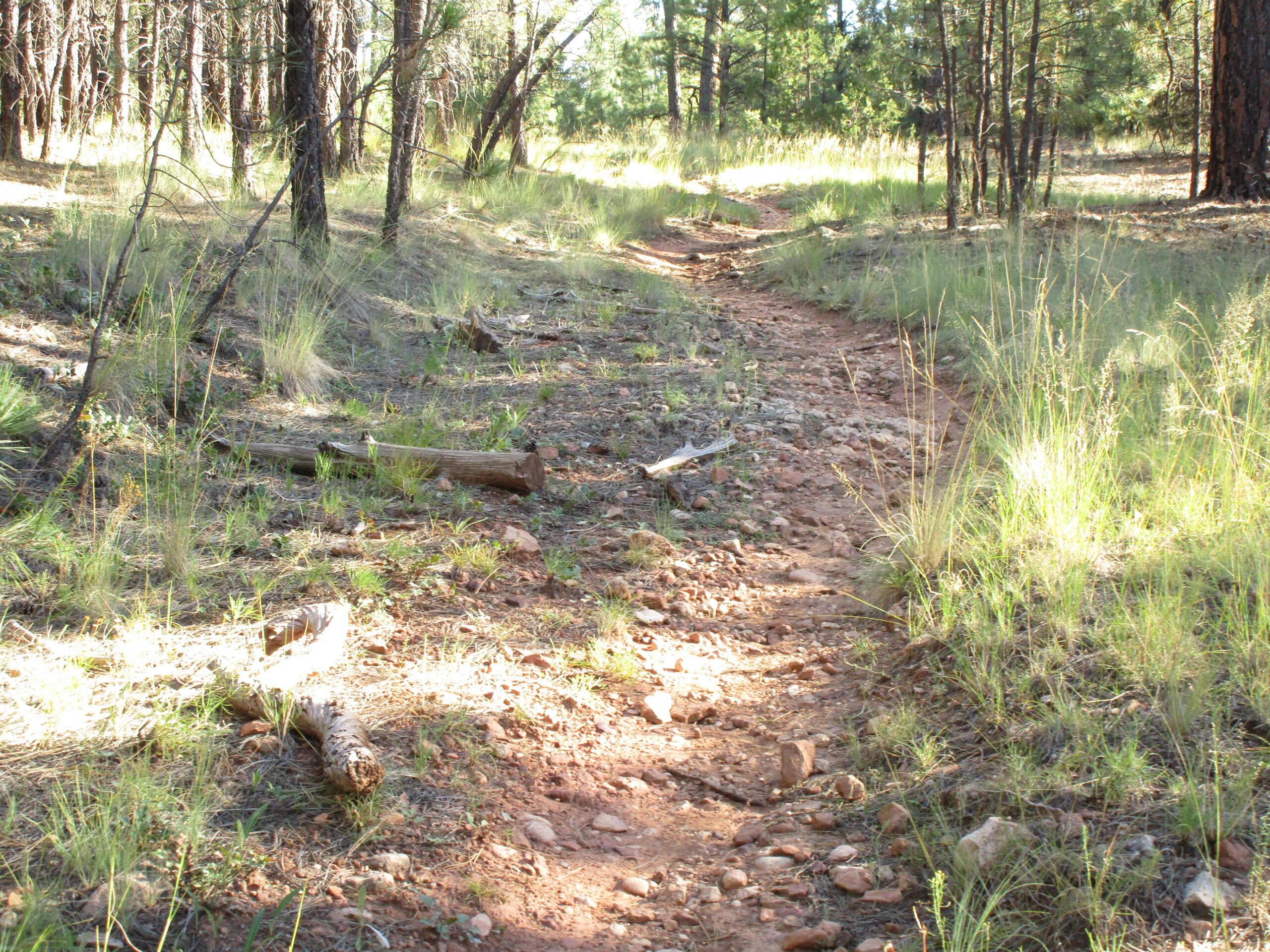 A narrow dirt path winding through a forest, surrounded by tall grass, scattered rocks, and fallen tree branches under a canopy of trees. Fisher Point Overlook Trail mountain bike trail.