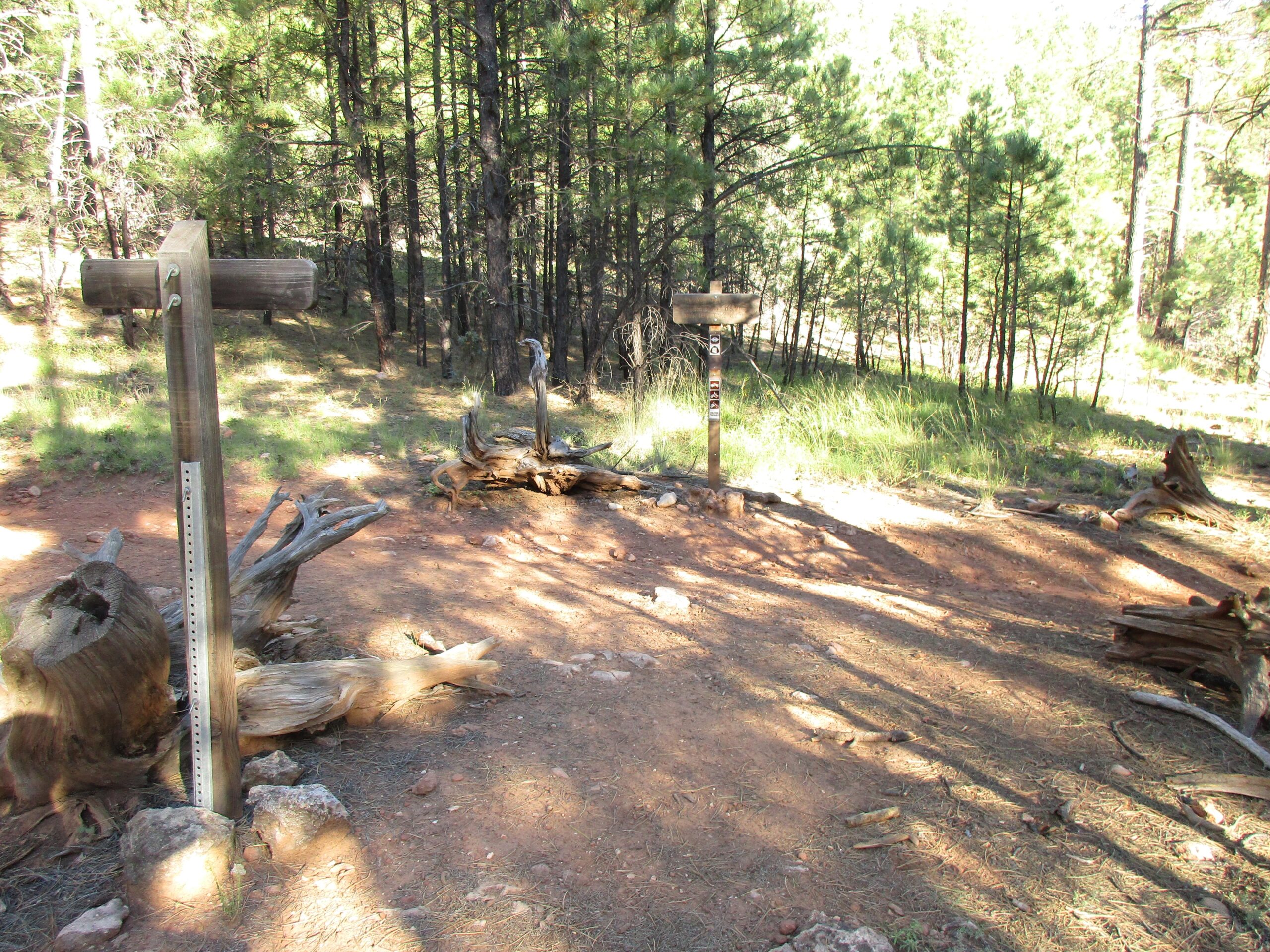 A serene forest scene featuring two wooden trail signs situated on a dirt path, surrounded by tall pine trees and sunlit greenery. The ground is scattered with fallen branches and rocks, creating a natural setting. Fisher Point Overlook Trail mountain bike trail.