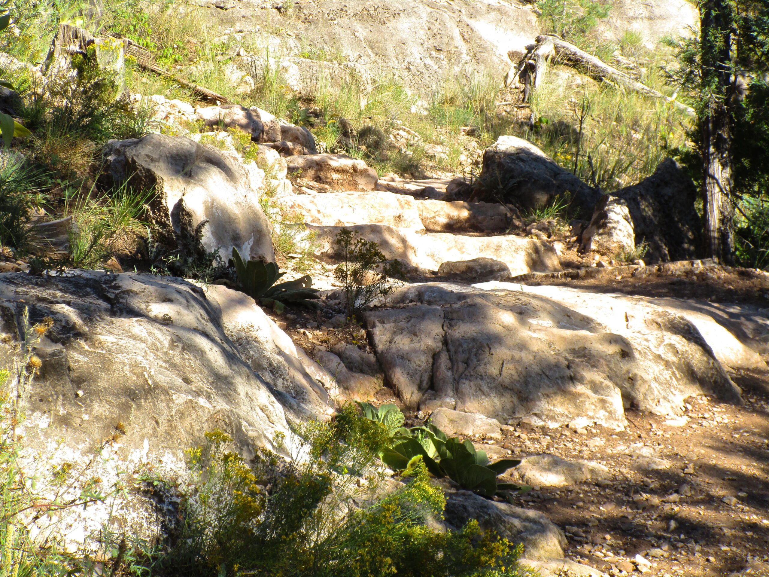 A rugged path winding through a rocky area, surrounded by green vegetation and shrubs. Sunlight filters through the trees, casting shadows on the uneven terrain. Fisher Point Overlook Trail mountain bike trail.