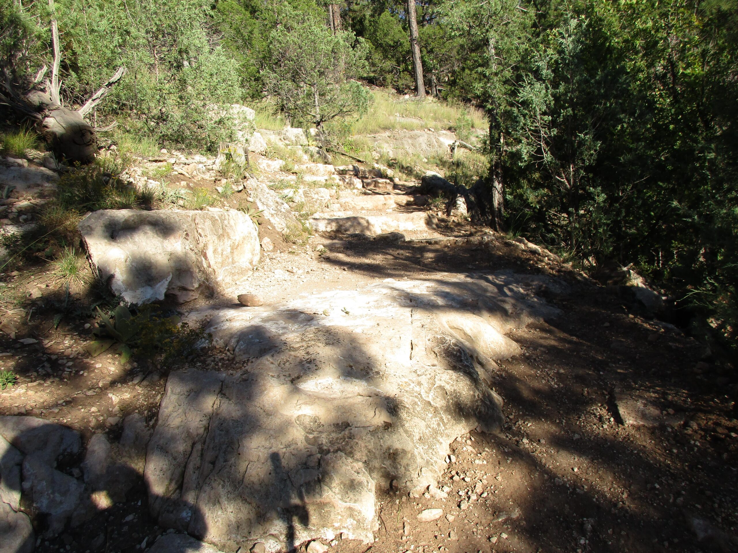 Rocky hiking trail winding through a forested area, surrounded by shrubs and trees. Sunlight filters through the foliage, casting shadows on the ground. Fisher Point Overlook Trail mountain bike trail.