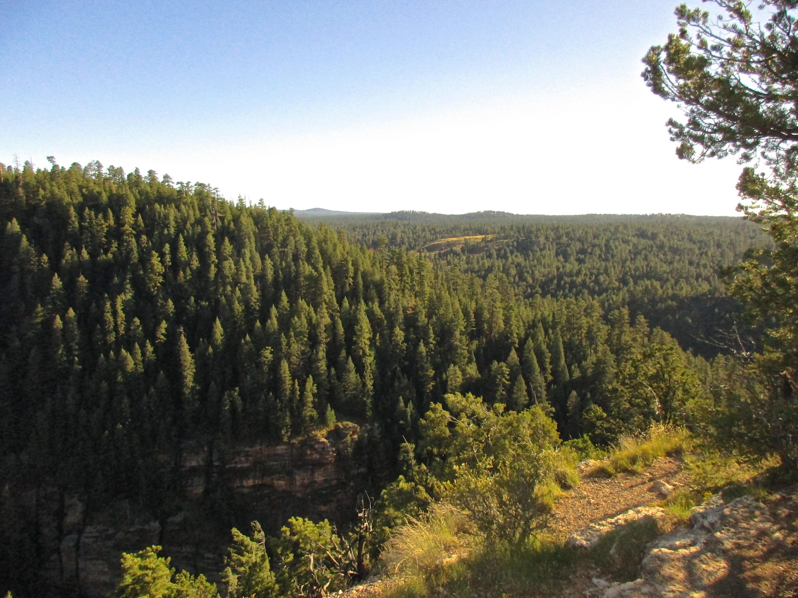A panoramic view of a lush forested landscape, with dense evergreen trees covering rolling hills under a clear blue sky. The scene captures the tranquility of nature, featuring varying shades of green and a rocky ledge in the foreground. Fisher Point Overlook Trail mountain bike trail.