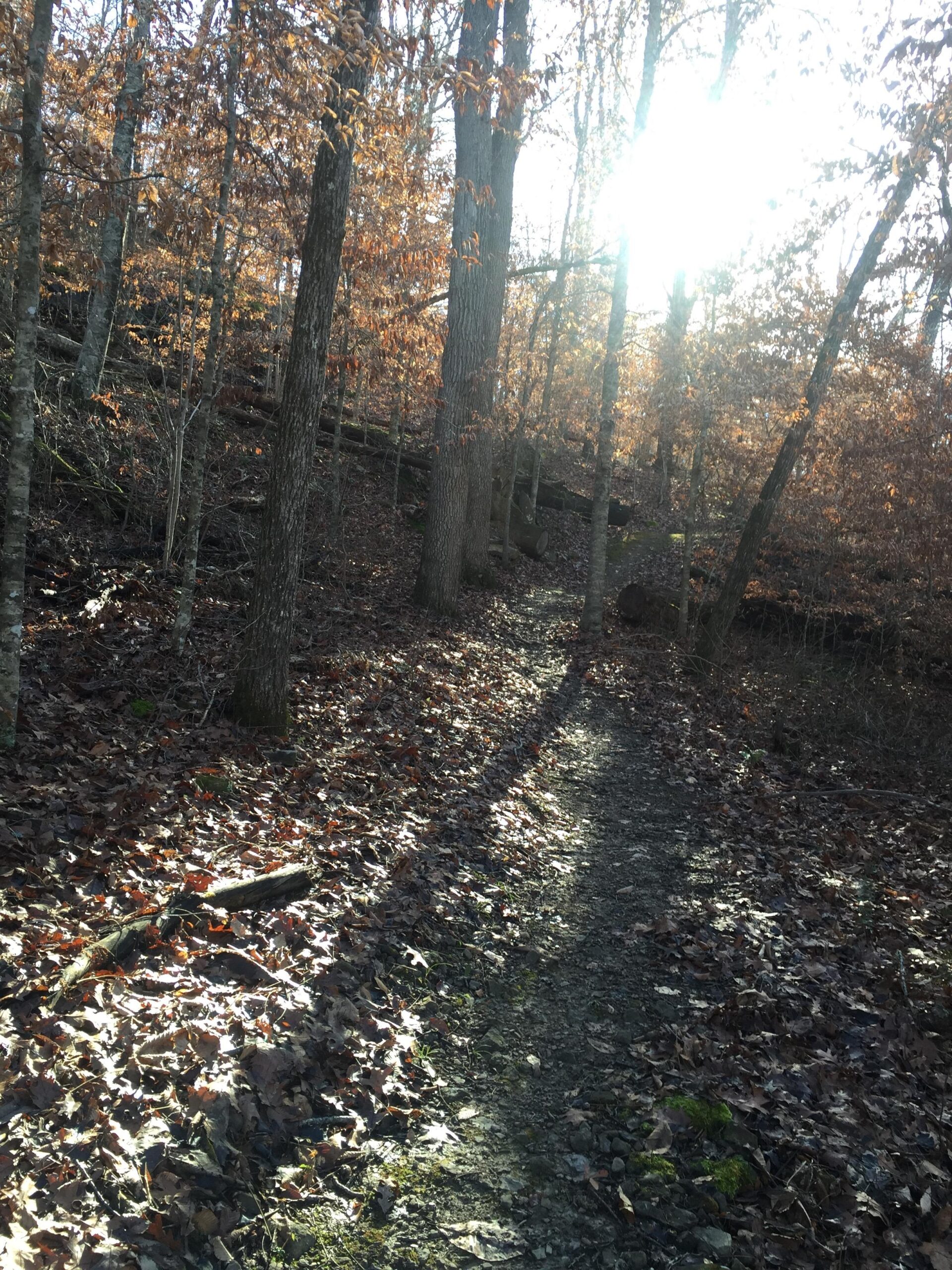 A sunlit trail winding through a forest, surrounded by trees with autumn leaves. The ground is covered with fallen leaves, and shadows stretch across the path. Upper Buffalo Headwaters Trail System mountain bike trail.