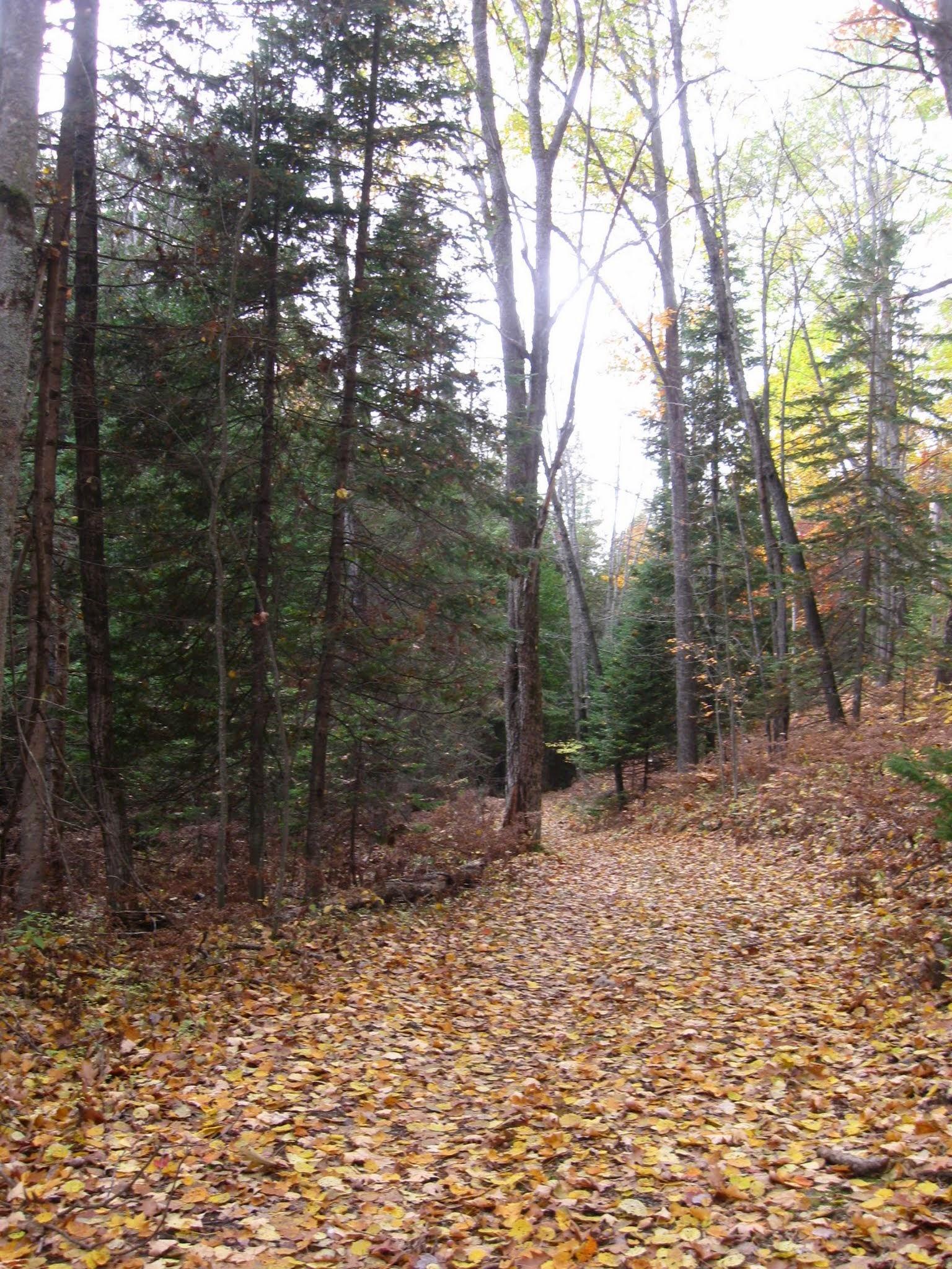 A serene forest path covered with a thick layer of fallen yellow and brown leaves, surrounded by tall trees with a mix of evergreen and bare branches. The scene is set in autumn, with a soft light filtering through the canopy, creating a peaceful atmosphere. Chippewa Hills mountain bike trail.