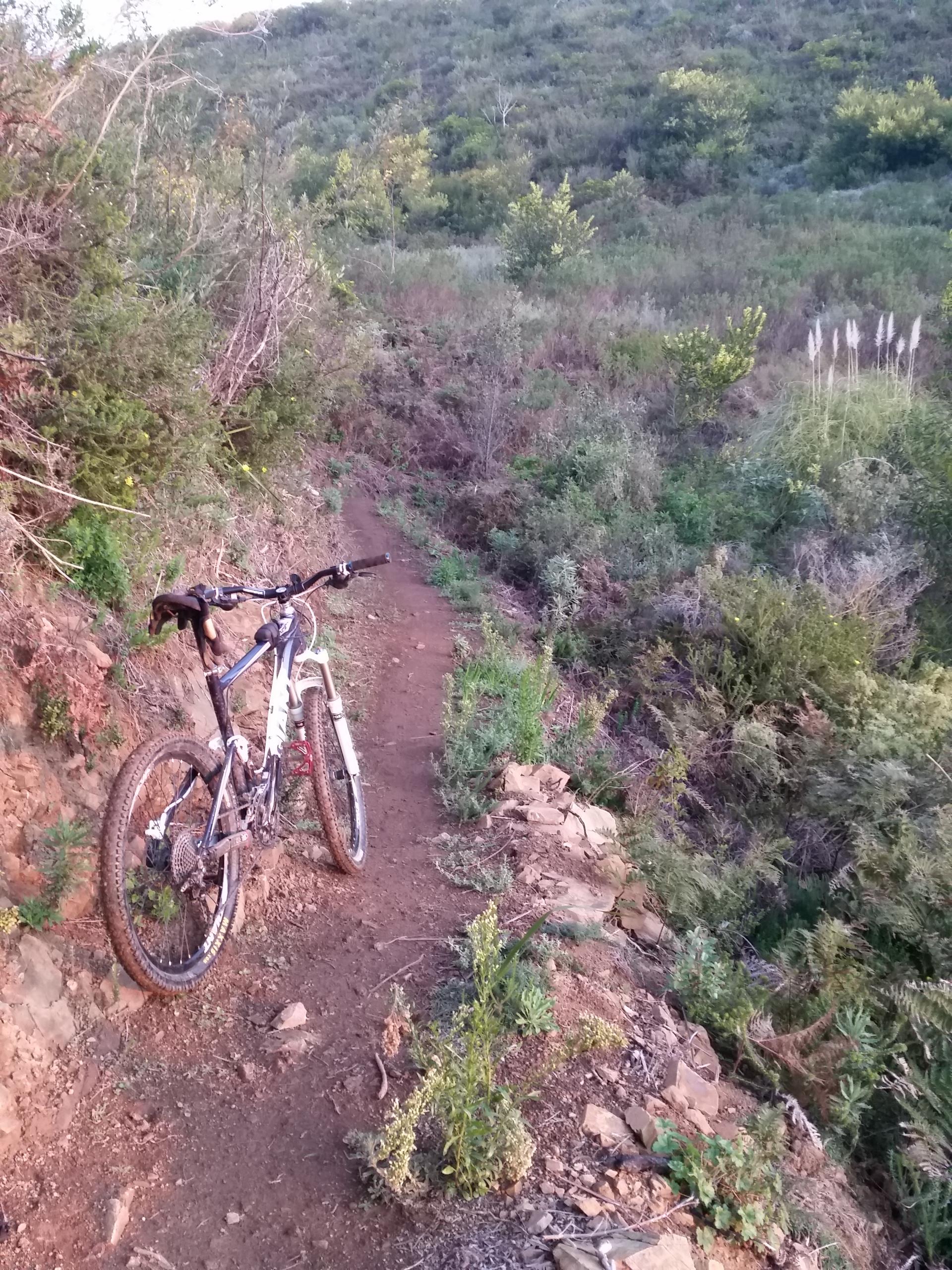Giant Trance: A mountain bike resting on a dirt trail surrounded by lush greenery and small plants, with a hilly landscape in the background during golden hour.