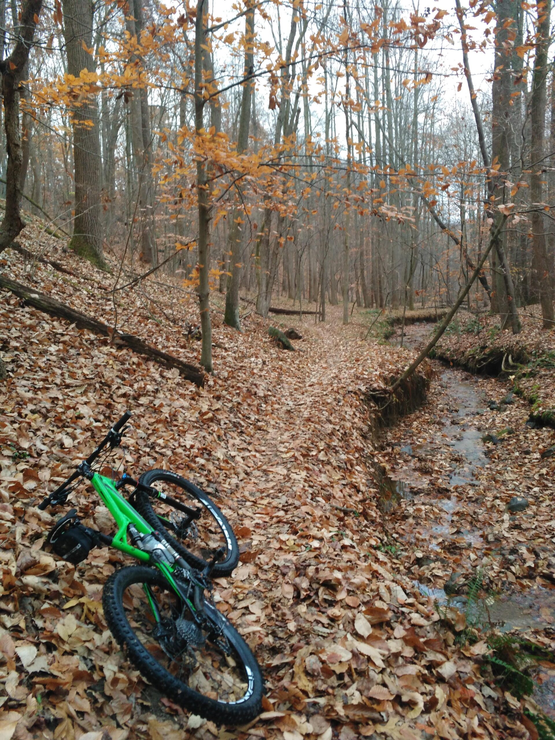 Specialized Stumpjumper FSR Comp 29er: A green mountain bike lies on a trail covered with fallen leaves in a forest. Trees with autumn foliage surround the area, and a small stream is visible to the right. The scene captures the tranquility of nature in early fall.