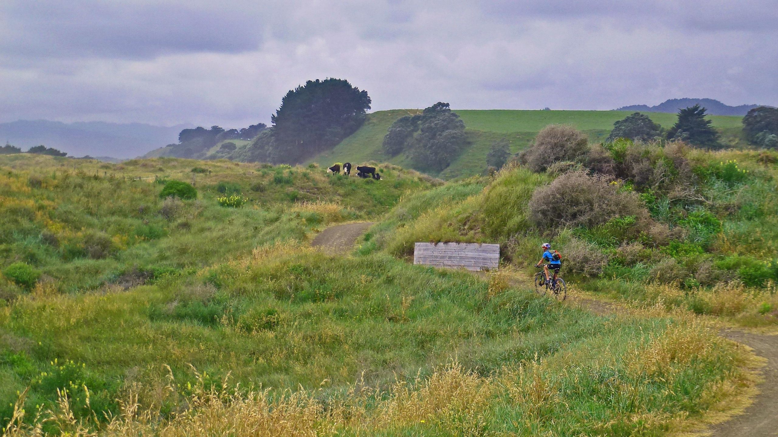 A cyclist rides along a winding dirt path in a grassy landscape with sparse trees and hills in the background. Cows are grazing on a nearby hillside under a cloudy sky. Dunes Trail mountain bike trail.