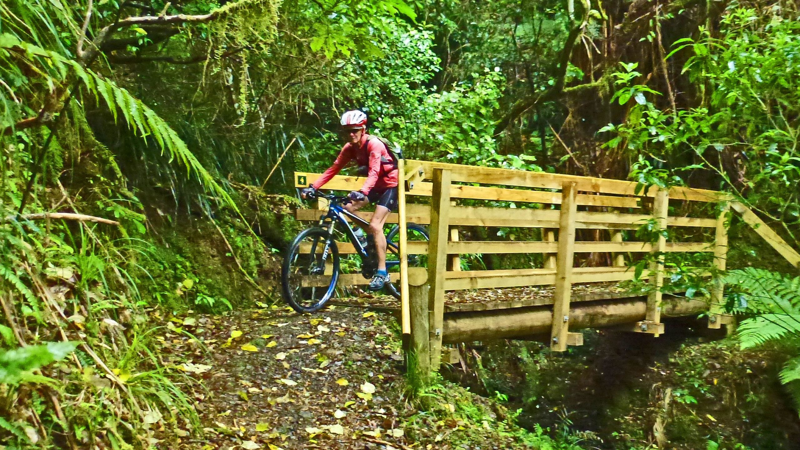 Mountain biker navigating a wooden bridge on a forest trail, surrounded by lush greenery and foliage. Pakihi Track mountain bike trail.