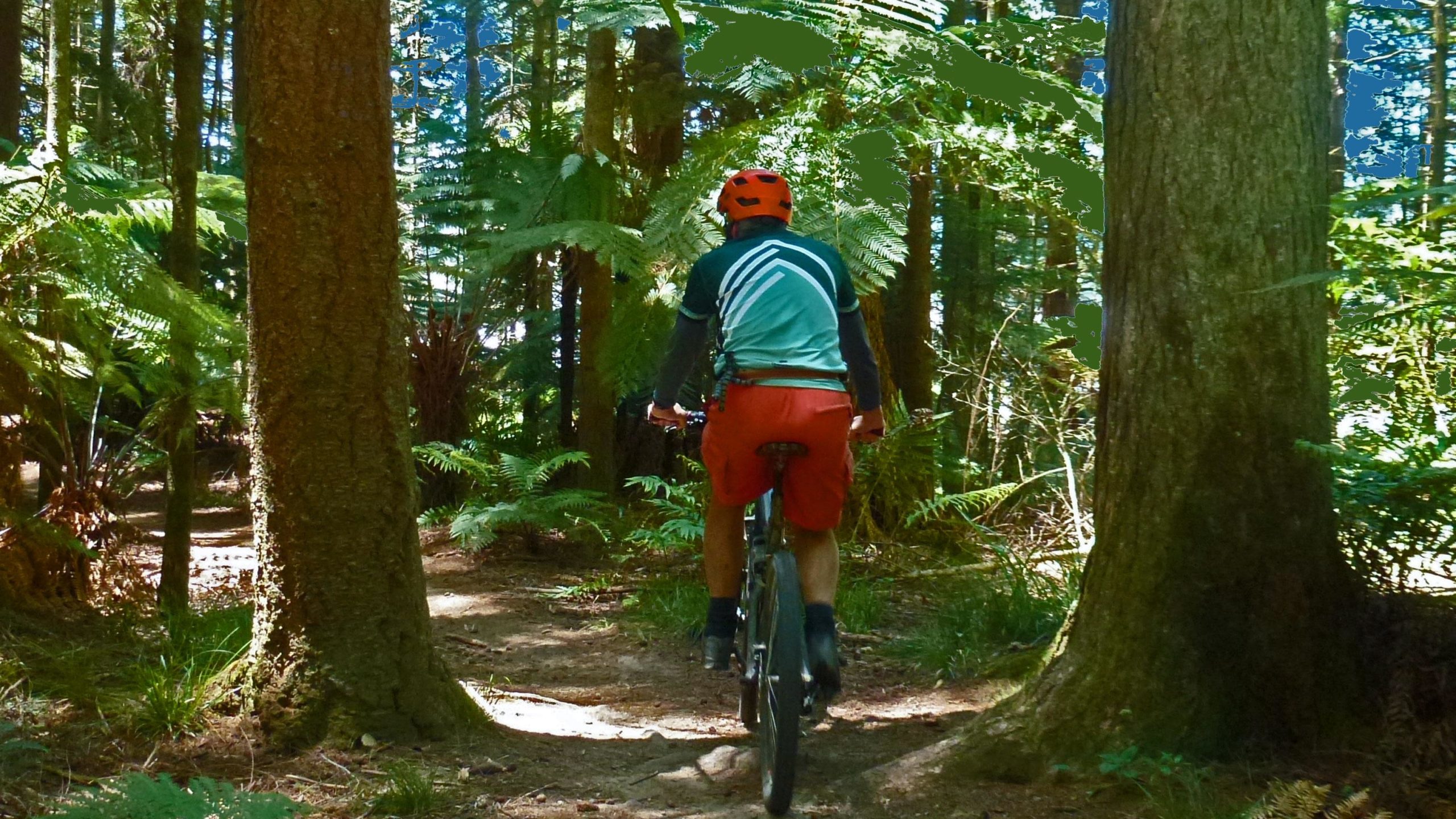 A mountain biker rides along a dirt trail surrounded by tall trees and lush greenery in a forest setting. The biker is wearing a teal and black jersey with red shorts and a matching helmet, facing away from the camera as they navigate the path. Sunlight filters through the leaves, casting dappled shadows on the ground. Whaka Forest mountain bike trail.