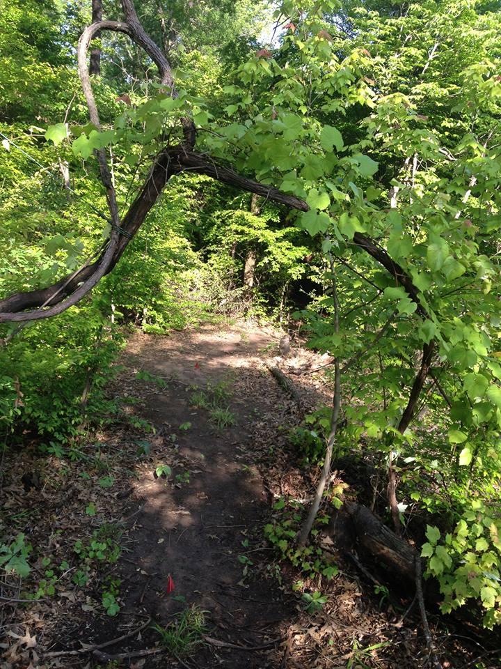 A narrow dirt path winding through a dense green forest, with sunlight filtering through the leaves. A twisted vine-like branch arches over the path, and small red flags are placed along the ground among fallen leaves and scattered greenery. Bringle Lake Mountain Bike Trail System mountain bike trail.