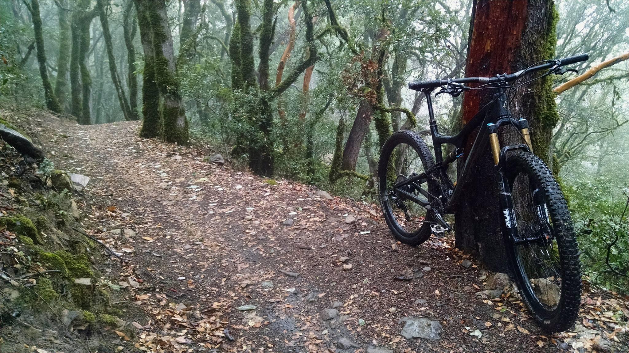 Giant Rincon: A mountain bike resting against a tree on a muddy trail surrounded by dense, misty forest. Fallen leaves cover the ground, and the trees are lush with green foliage. The scene conveys a calm and adventurous atmosphere in nature.