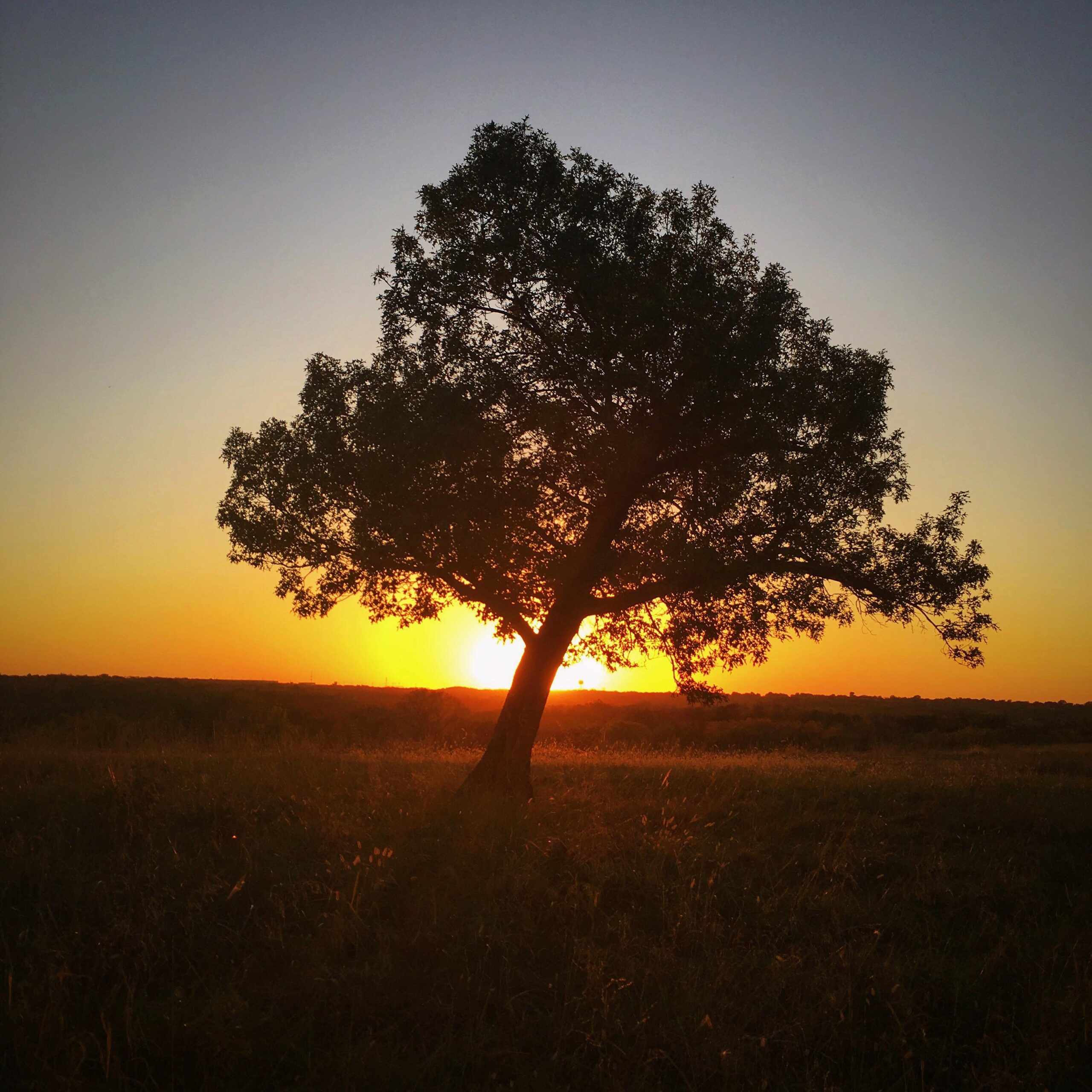 Silhouette of a solitary tree against a vibrant sunset, with the sun dipping below the horizon and golden light illuminating the surrounding grassy field. The sky shows hues of orange and blue, creating a tranquil evening atmosphere. Shawnee Mission Park mountain bike trail.