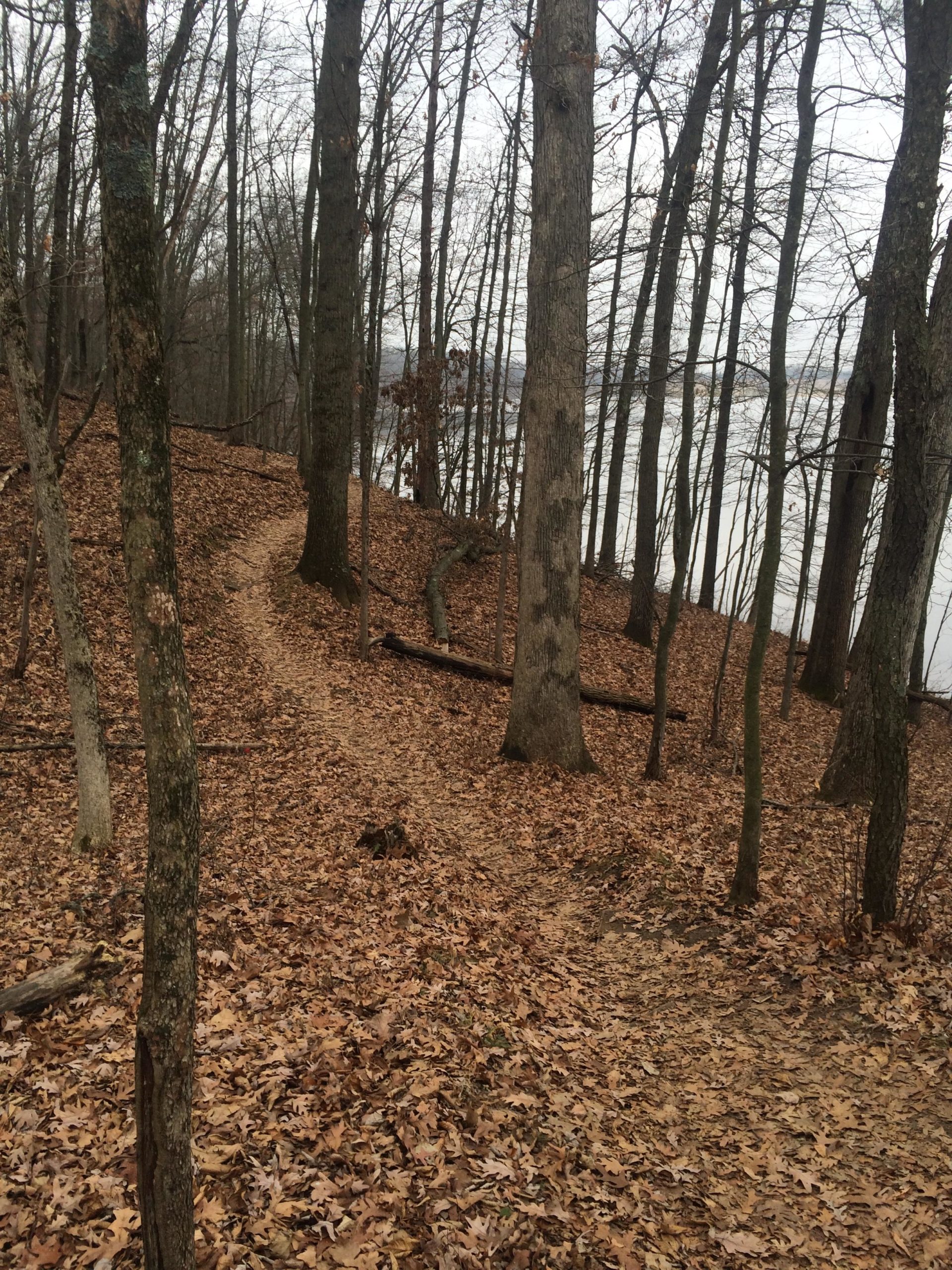 A forested path winding through a landscape covered in fallen leaves, with tall trees lining the trail and a river visible in the background under a cloudy sky. Fort Custer Recreation Area mountain bike trail.
