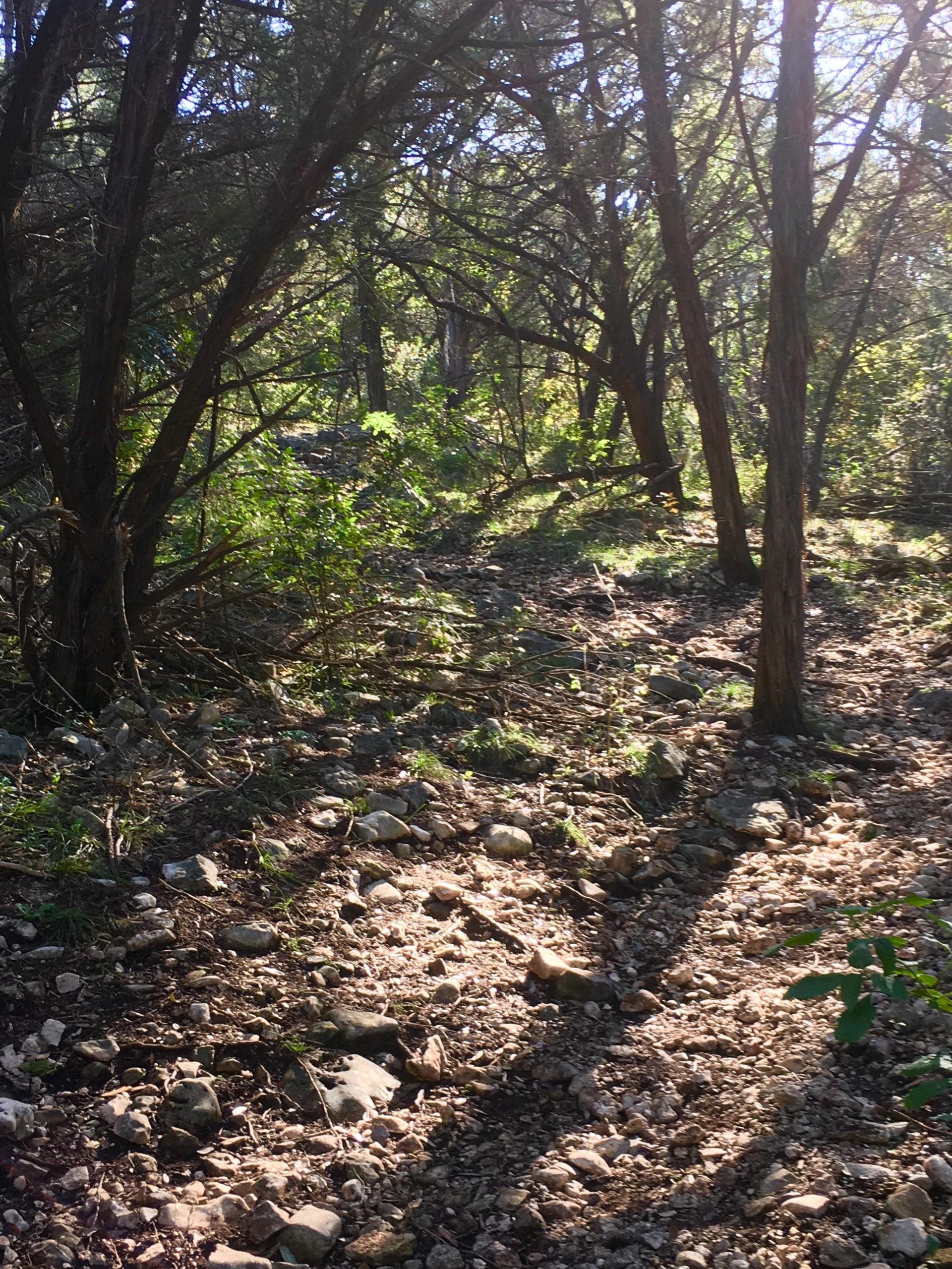 A sunlit forest path winding through trees, with rocky ground and scattered greenery along the edges. The dappled light creates a serene, natural atmosphere. Salado Creek mountain bike trail.