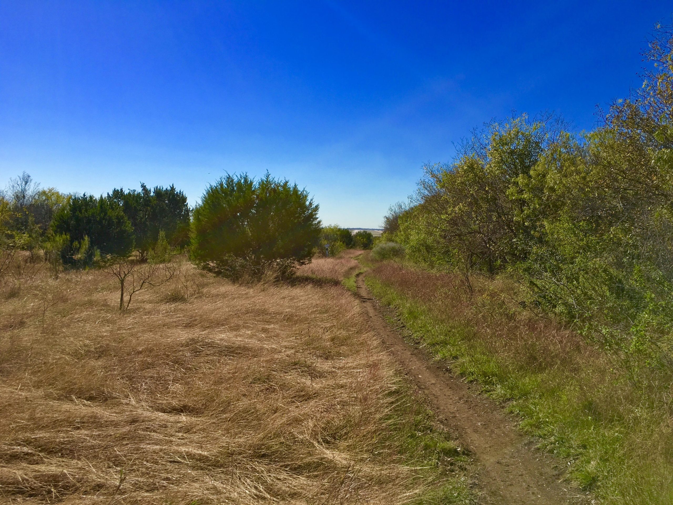 A winding dirt path surrounded by tall, dry grass and various trees under a clear blue sky. The scene depicts a tranquil outdoor setting, suggesting a peaceful nature walk. McAllister Park mountain bike trail.