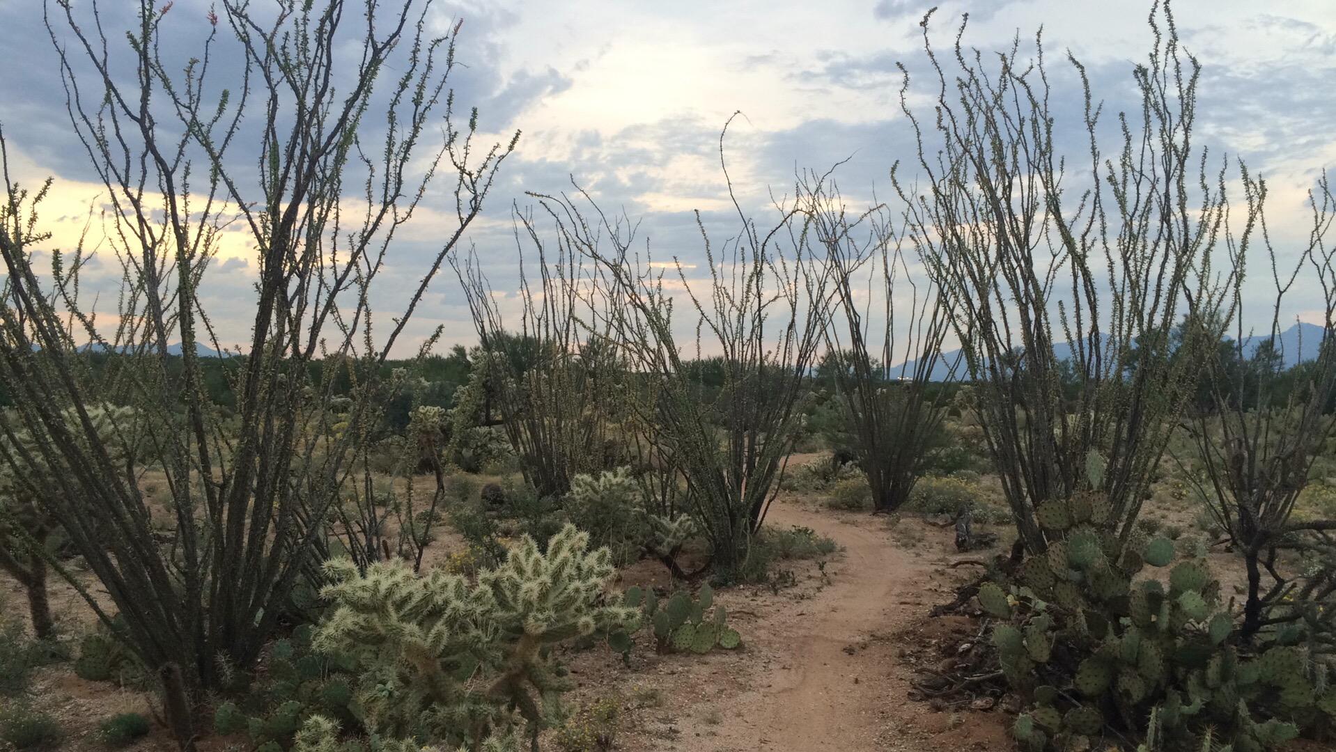 A desert landscape featuring tall, slender ocotillo plants with green tips and various cacti, including prickly pear, set against a cloudy sky. A winding dirt path meanders through the scene, surrounded by diverse desert vegetation. Fantasy Island mountain bike trail.