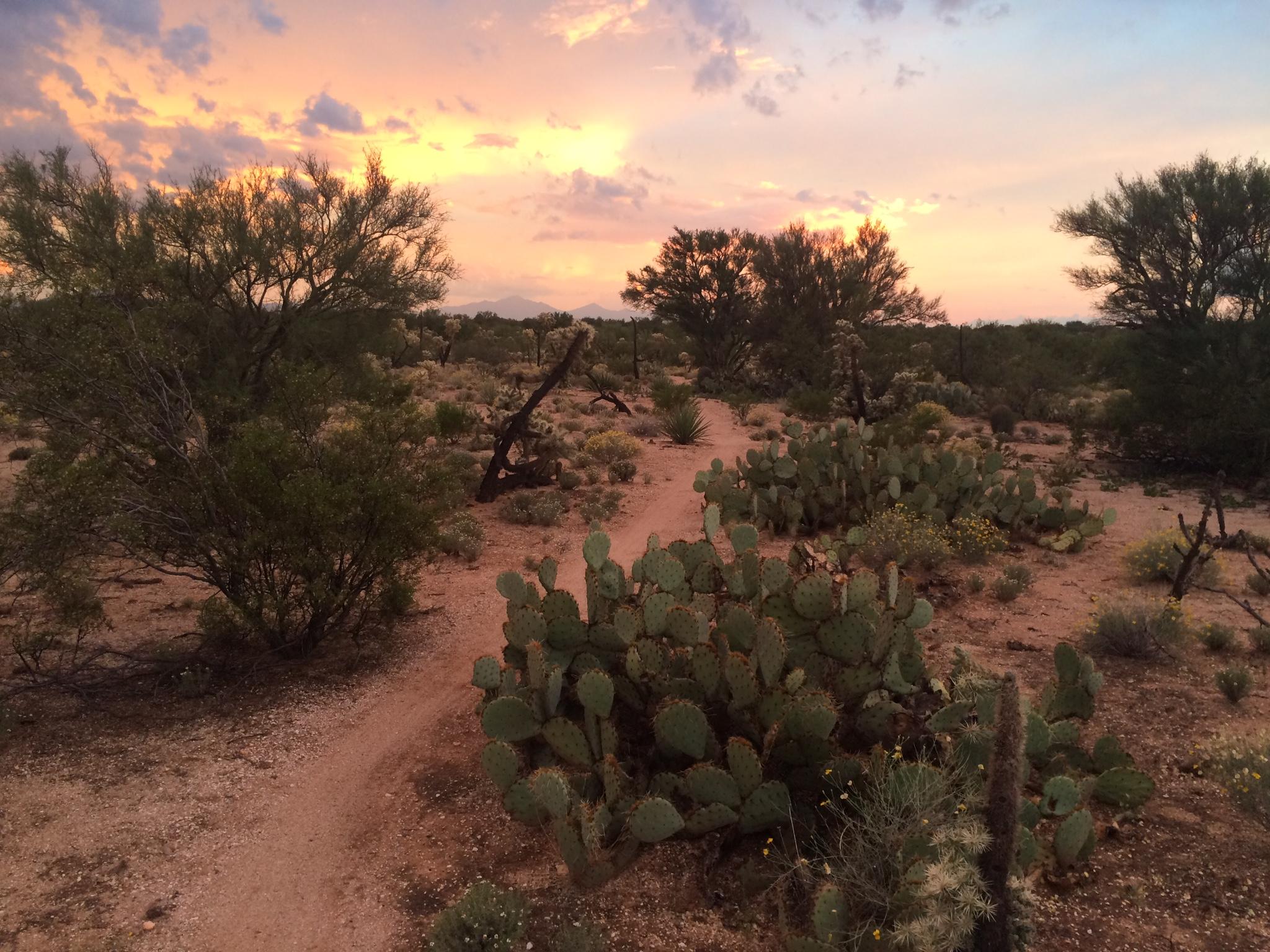 A scenic view of a desert landscape at sunset, featuring a winding dirt path surrounded by various cacti and shrubs. The sky is painted in soft hues of orange, pink, and blue, with scattered clouds adding texture to the scene. Fantasy Island mountain bike trail.