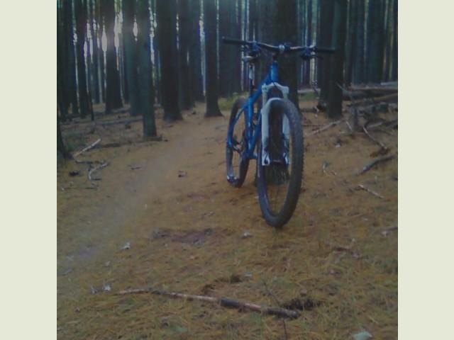A blue mountain bike positioned on a dirt path surrounded by tall trees in a forest, with a layer of pine needles covering the ground. The sunlight filters through the trees, creating a serene outdoor atmosphere. Carvin's Cove Trail system mountain bike trail.