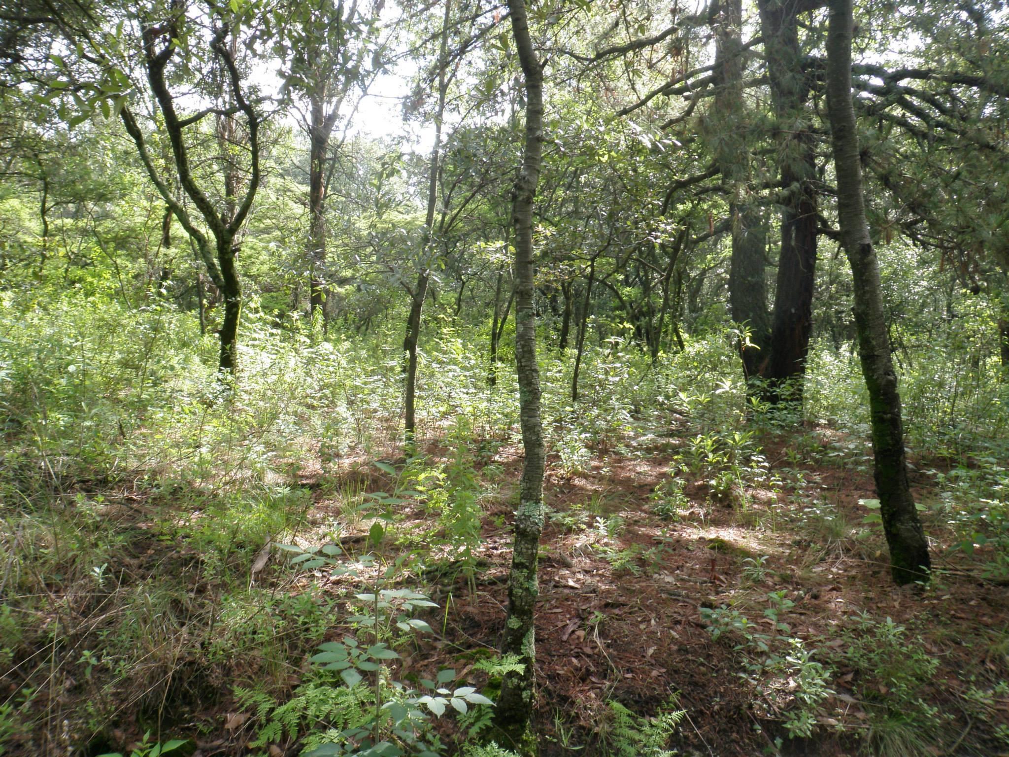 A dense forest scene featuring various trees and lush greenery, with sunlight filtering through the foliage. The forest floor is covered with a mix of grass, small plants, and pine needles, creating a natural and serene atmosphere. Popobike mountain bike trail.