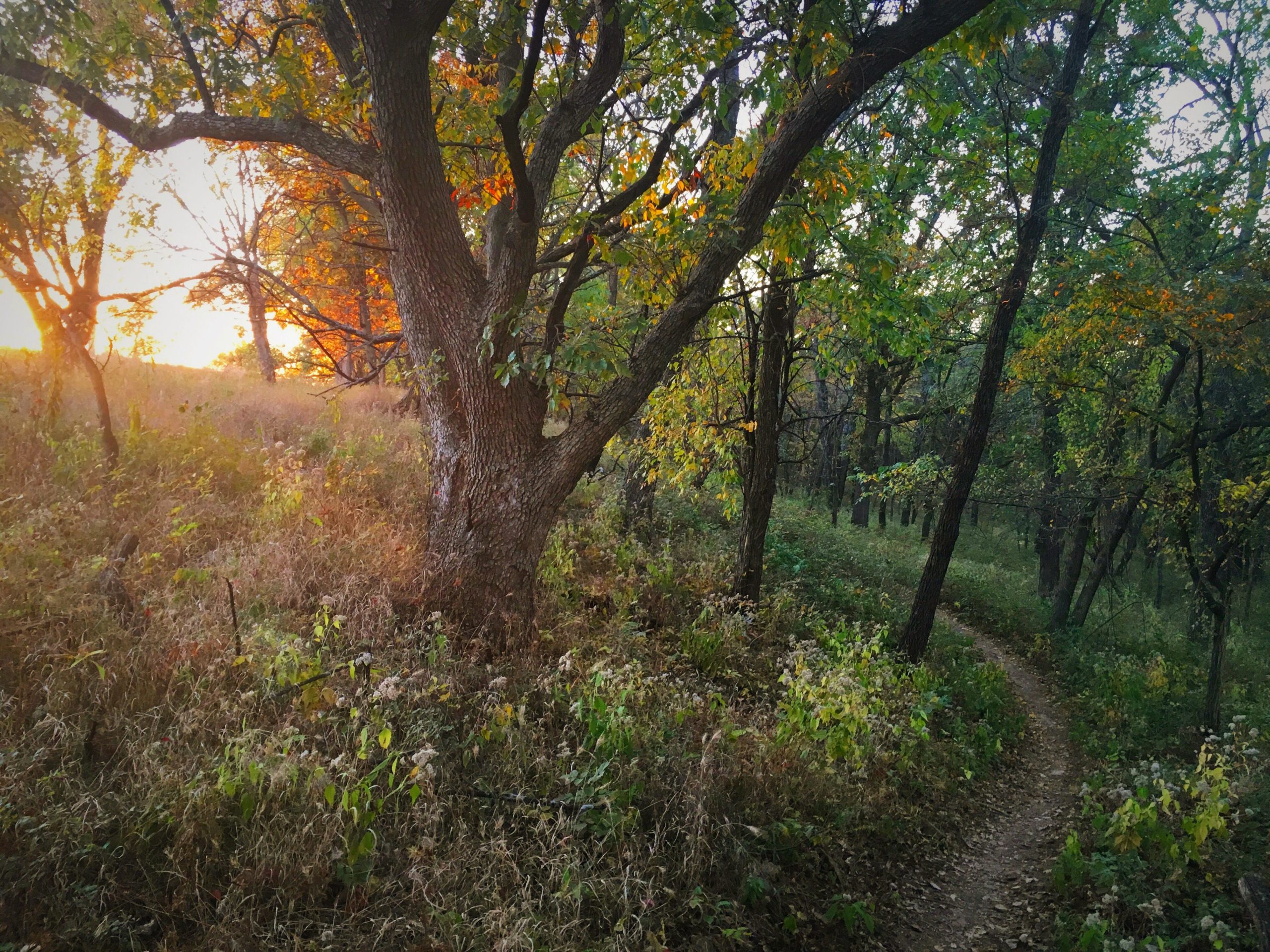 A serene forest scene with a winding dirt path leading through trees, illuminated by warm sunlight filtering through the foliage. The landscape features a mix of green and golden leaves, indicating the change of seasons, with tall grasses and wildflowers growing along the path. Shawnee Mission Park mountain bike trail.