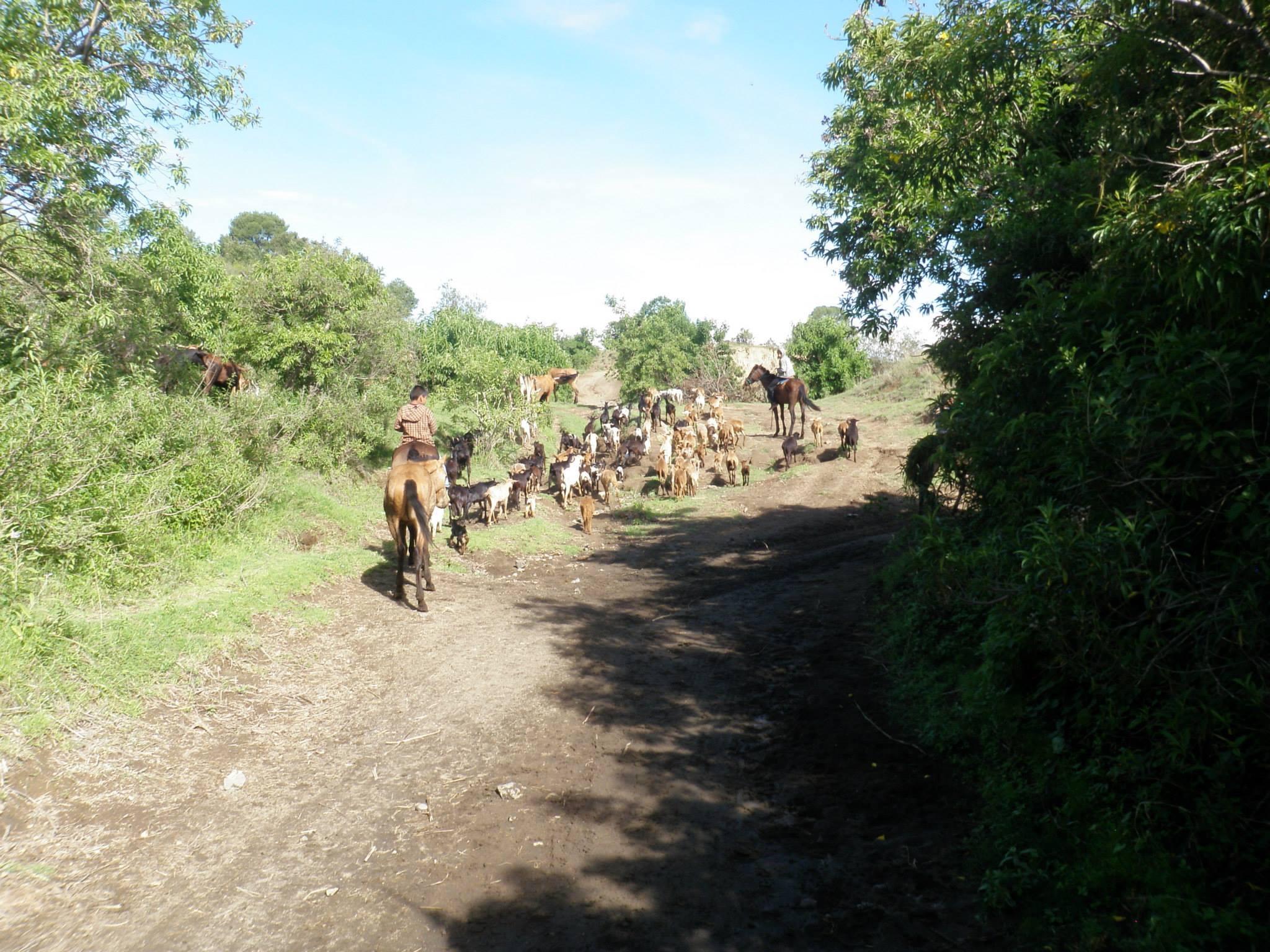 A dirt path bordered by lush greenery, featuring a young person on horseback herding a group of goats and cattle. In the background, additional cows are seen grazing among the trees under a clear blue sky. Zapo mountain bike trail.