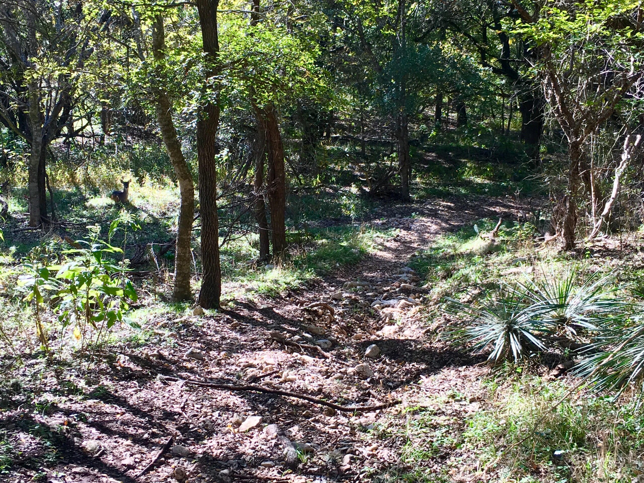 Alt text: A sunlit forest scene featuring a winding dirt path flanked by trees and vegetation. In the background, a deer is partially visible among the greenery, surrounded by dappled sunlight and shadows on the forest floor. McAllister Park mountain bike trail.