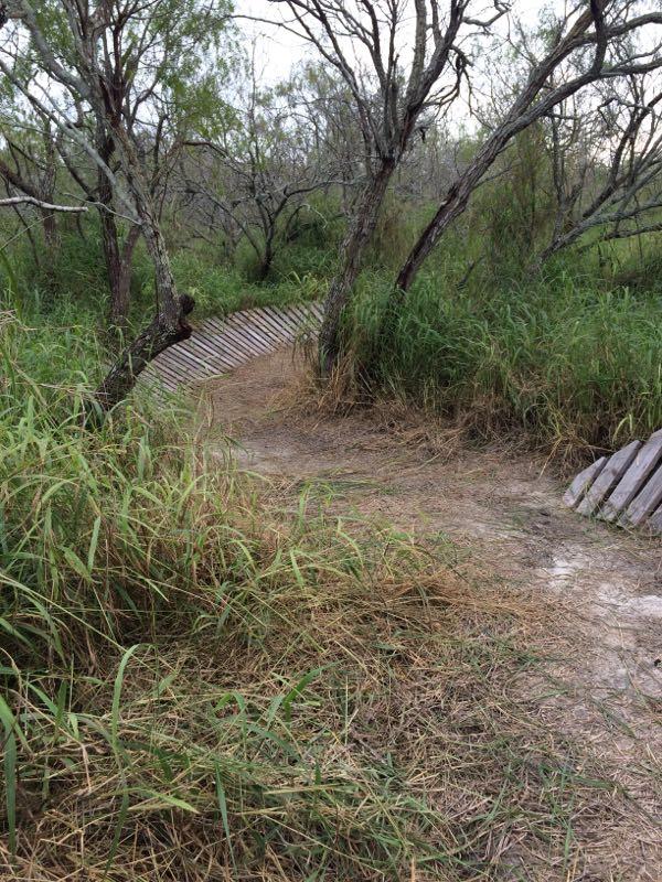 A narrow, winding dirt path bordered by tall grass and sparse trees, leading through a natural area. In the background, a series of wooden planks create a rustic bridge over a small dip in the terrain. The scene conveys a serene, untouched landscape. Oso Creek Park mountain bike trail.