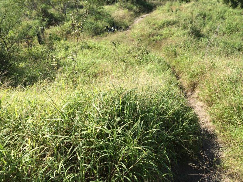 A narrow dirt path winding through tall green grass and shrubbery, with a bicycle partially visible in the background. The scene is sunlit, capturing a serene outdoor environment. Oso Creek Park mountain bike trail.