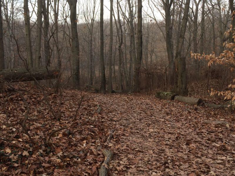 A serene forest trail covered in fallen leaves, surrounded by bare trees. The atmosphere is muted with a slight fog, creating a calm and tranquil environment. In the background, additional fallen branches and logs are visible, adding to the natural setting. Richmond Avenue and Forest Hill road mountain bike trail.