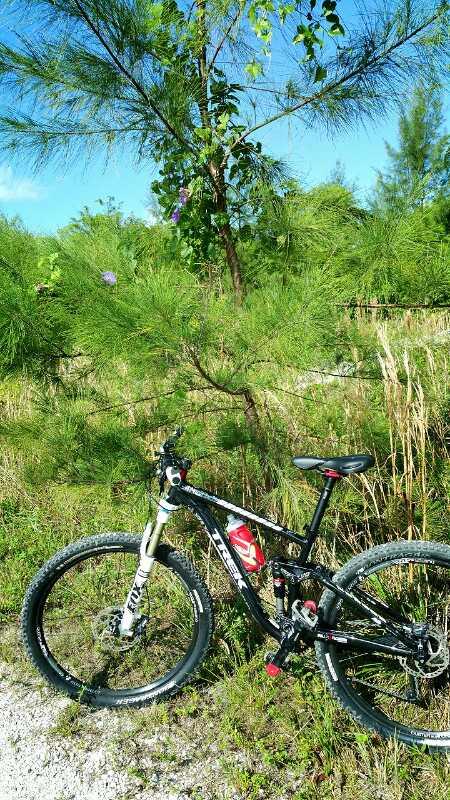 A black mountain bike parked beside a young pine tree, surrounded by lush greenery and tall grass in a natural outdoor setting. Sunlight casts a warm glow on the scene, highlighting the vibrant foliage. Quiet Waters Park mountain bike trail.