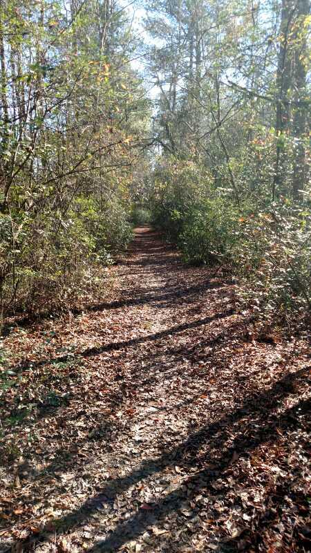 A dirt path winding through a wooded area, surrounded by lush green plants and trees. The ground is covered with fallen leaves, and sunlight filters through the branches above, creating a serene and inviting atmosphere. Palmetto Trail (Gate 5) mountain bike trail.