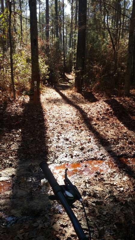 A forest trail lined with tall trees, surrounded by fallen leaves. The sun casts long shadows over a dirt path that appears slightly muddy in places. A portion of a bicycle handlebar is visible in the foreground, suggesting the perspective of a cyclist about to navigate the trail. Palmetto Trail (Gate 5) mountain bike trail.