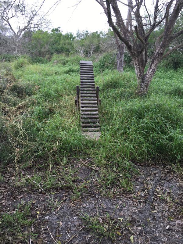 A wooden staircase leading up from a grassy area, surrounded by tall grass and sparse trees, under a cloudy sky. Oso Creek Park mountain bike trail.