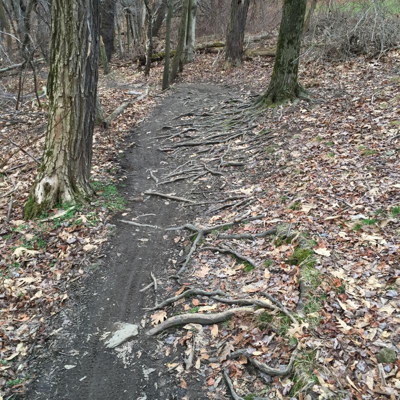 A narrow, winding dirt trail surrounded by trees, with visible tree roots protruding from the ground. The trail is covered in fallen leaves, and the surrounding area features sparse underbrush. Several trees with textured bark stand on either side of the path, creating a natural, forested setting. North Park mountain bike trail.