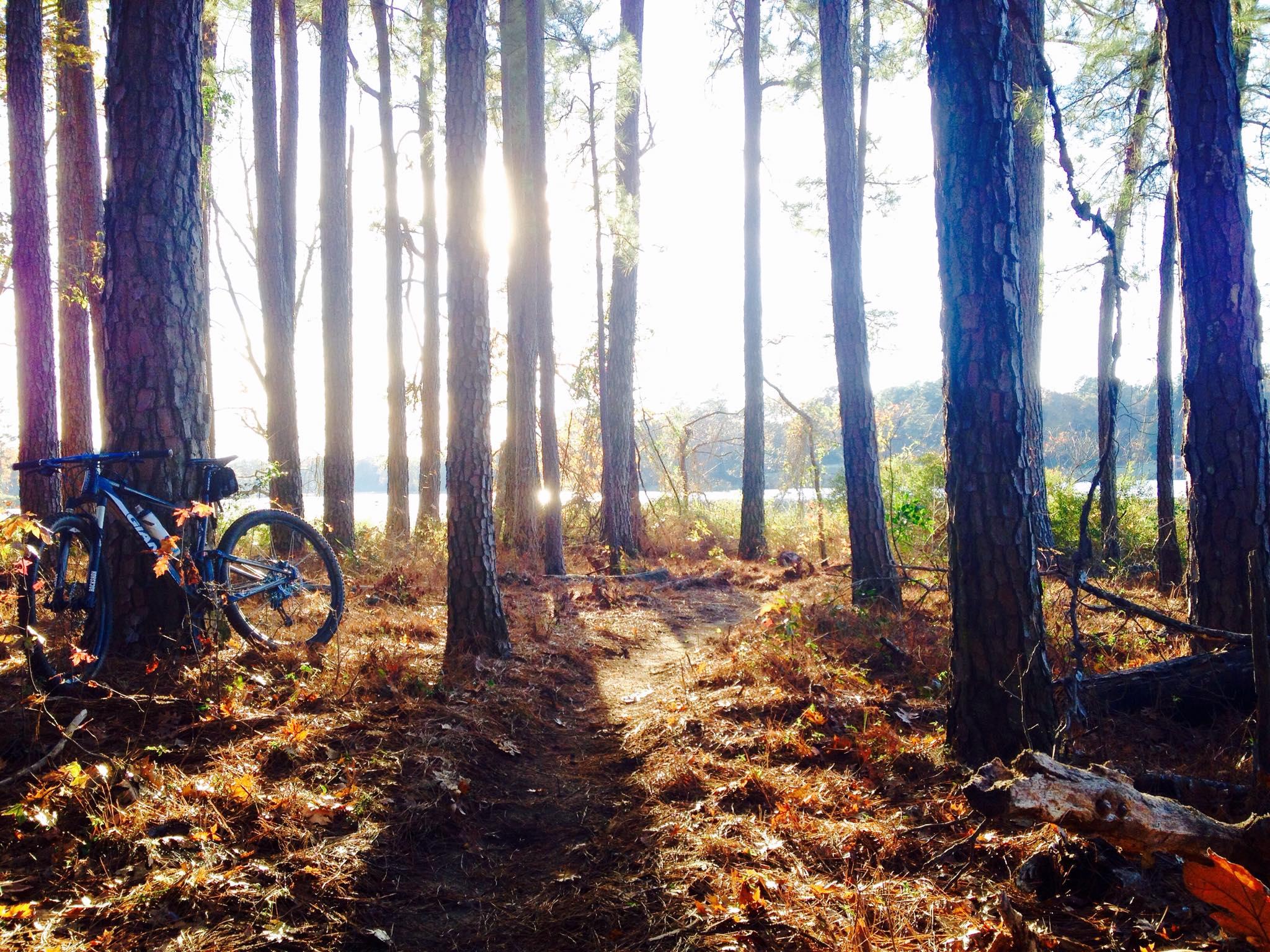 A mountain bike leaning against a tree in a sunlit forest with tall pine trees. A narrow dirt path winds through the underbrush, leading towards a body of water in the background. Fallen leaves cover the ground, creating a peaceful autumn setting. Bringle Lake Mountain Bike Trail System mountain bike trail.