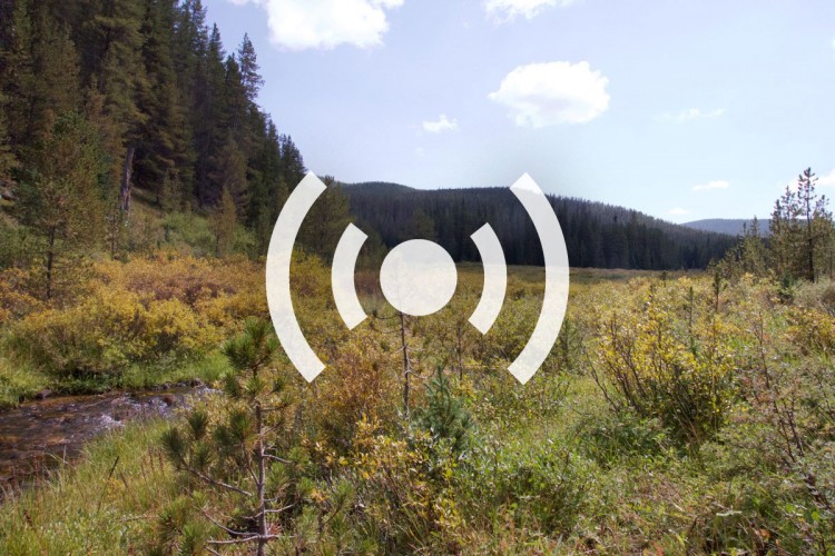 A serene view of a forested landscape featuring lush green meadows, tall pine trees, and a gentle stream flowing through the scene, under a partly cloudy sky.