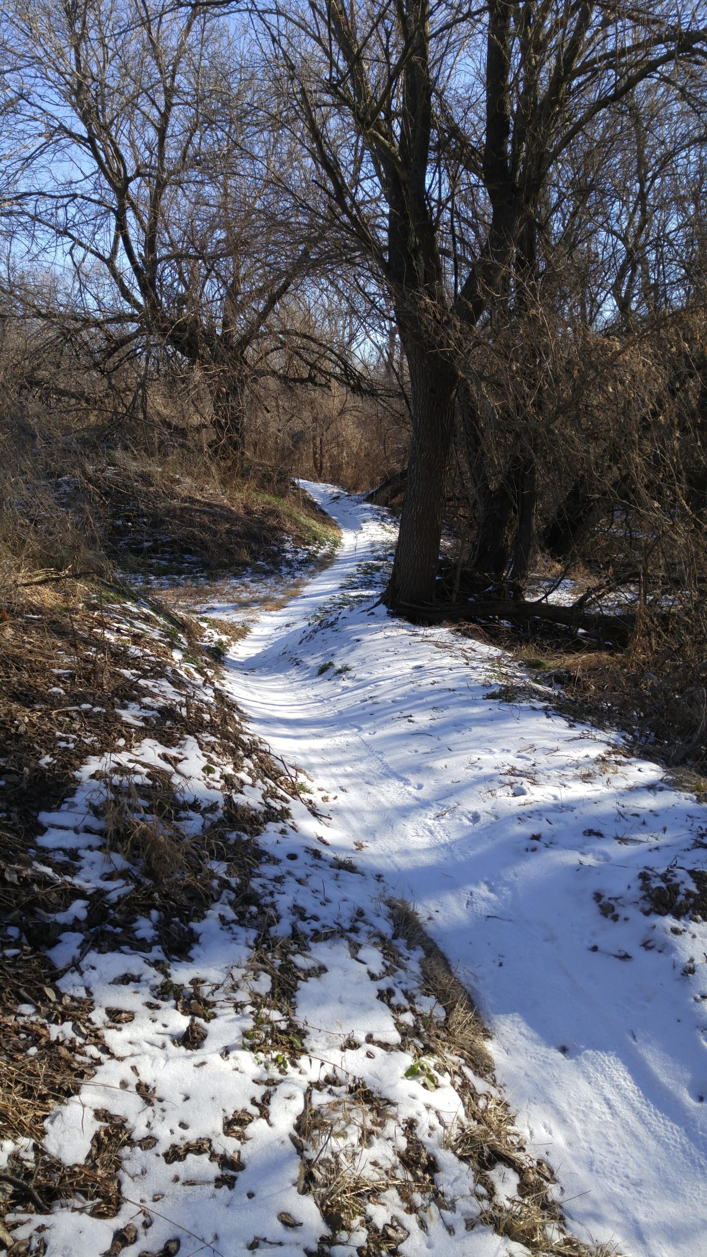 A winding dirt path through a winter landscape, bordered by bare trees and patches of snow, with dry leaves scattered alongside the trail. The sky is clear and blue, adding to the serene atmosphere of the scene. Lawrence Riverfront Trails mountain bike trail.