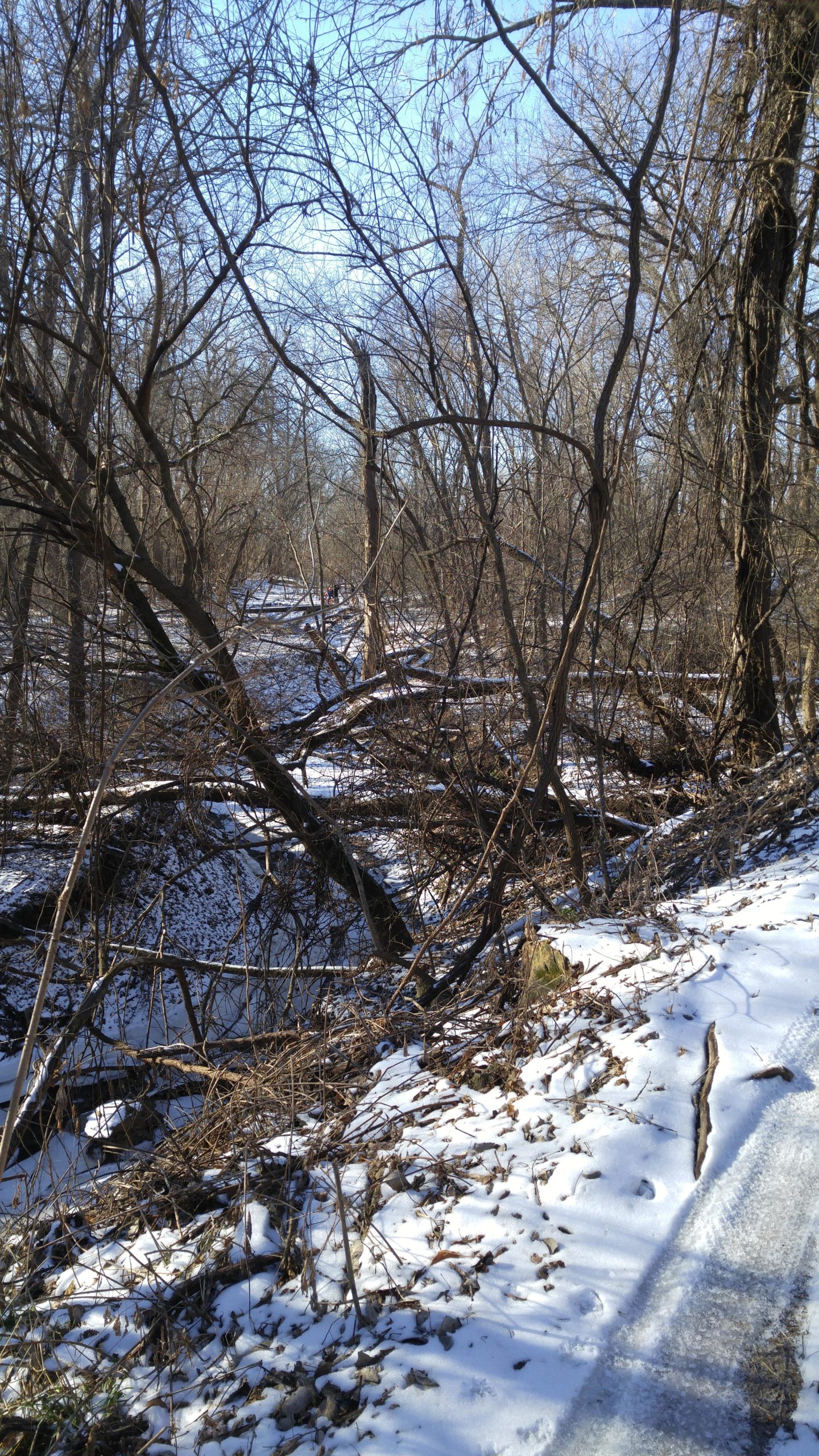 A winter scene of a wooded area with bare trees and scattered branches. Snow covers the ground, and the landscape features a mix of fallen twigs and leaves. In the background, a narrow path can be seen leading through the trees, hinting at a serene, nature-filled environment. Lawrence Riverfront Trails mountain bike trail.