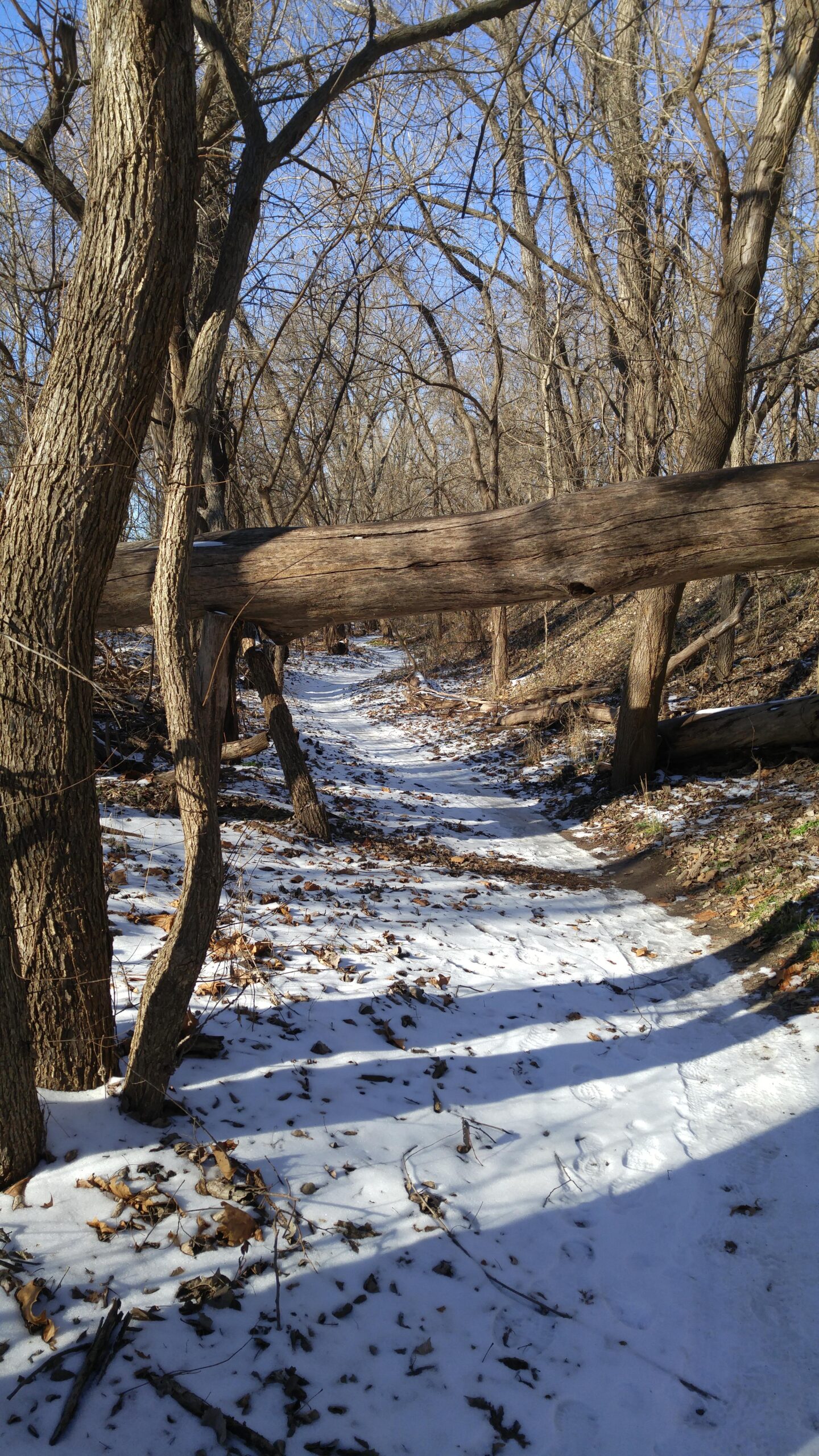 A winding path through a wooded area, partially covered in snow and fallen leaves. A large fallen tree lies across the path, surrounded by bare trees against a clear blue sky. The scene conveys a tranquil, natural setting, showcasing the beauty of winter in the forest. Lawrence Riverfront Trails mountain bike trail.