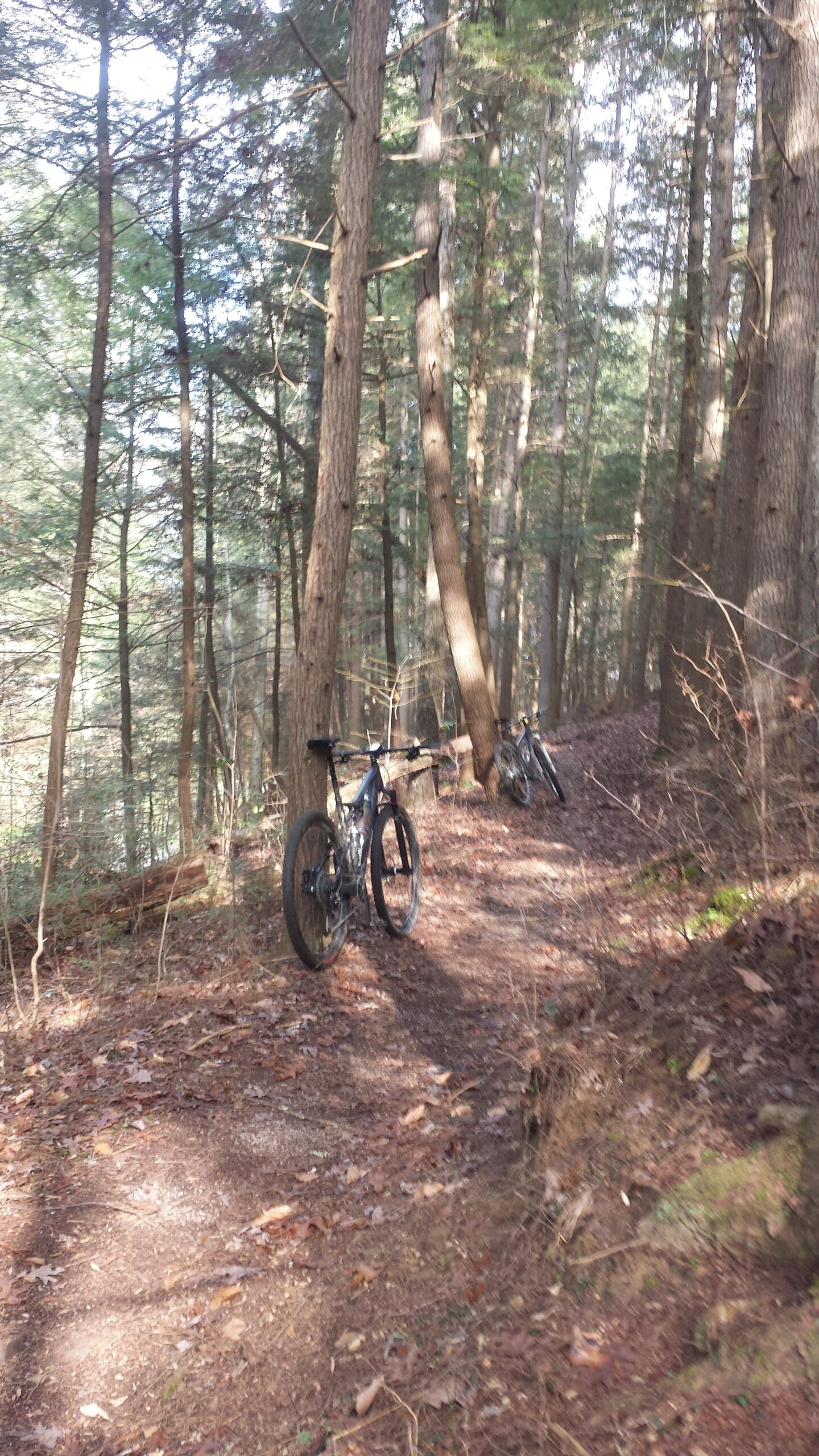 A forested trail with two mountain bikes parked along the path. The terrain is covered with fallen leaves, and tall trees surround the area, creating a serene outdoor atmosphere. Soft sunlight filters through the foliage, illuminating the scene. Sheltowee Trace - Laurel Lake Trail mountain bike trail.