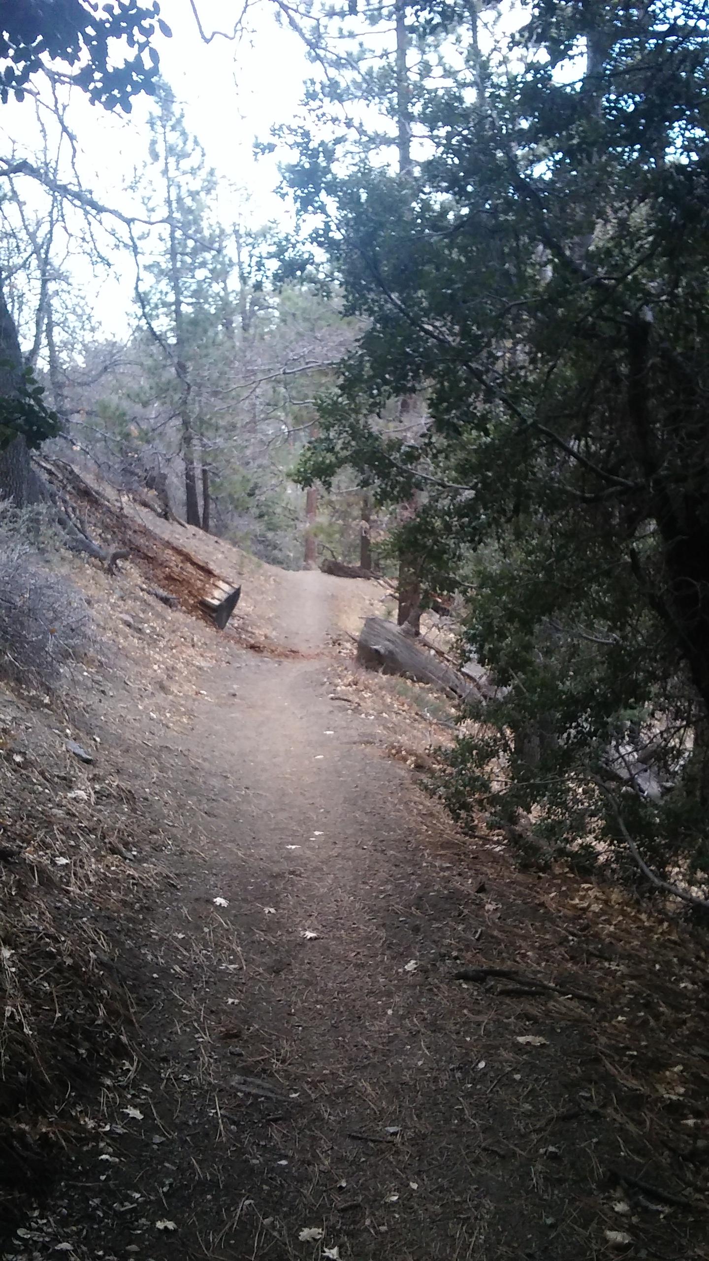 A winding dirt trail surrounded by trees and shrubs, leading into a wooded area. The path is dotted with fallen leaves and surrounded by various types of vegetation, with a soft, natural lighting in the scene. Blue Ridge Trail mountain bike trail.