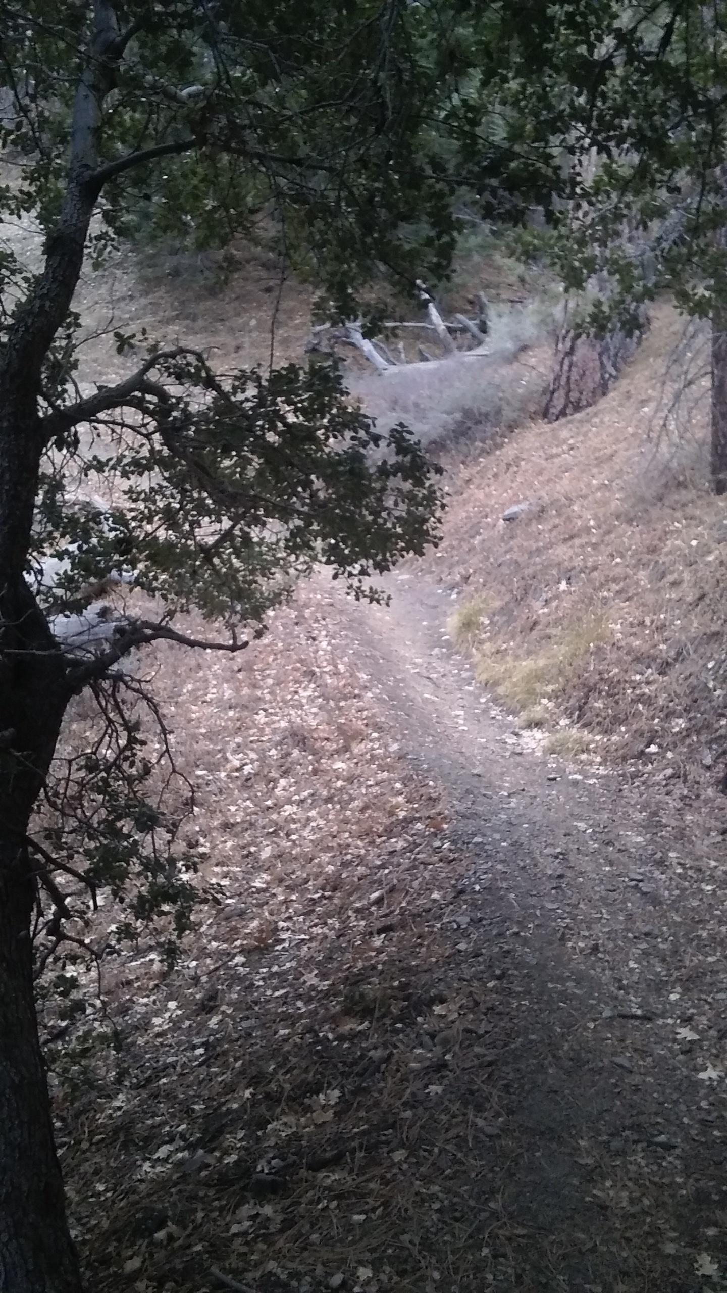 A dirt path winding through a wooded area, framed by tree branches and scattered fallen leaves. The scene is calm and slightly dim, suggesting a quiet, natural setting. Blue Ridge Trail mountain bike trail.