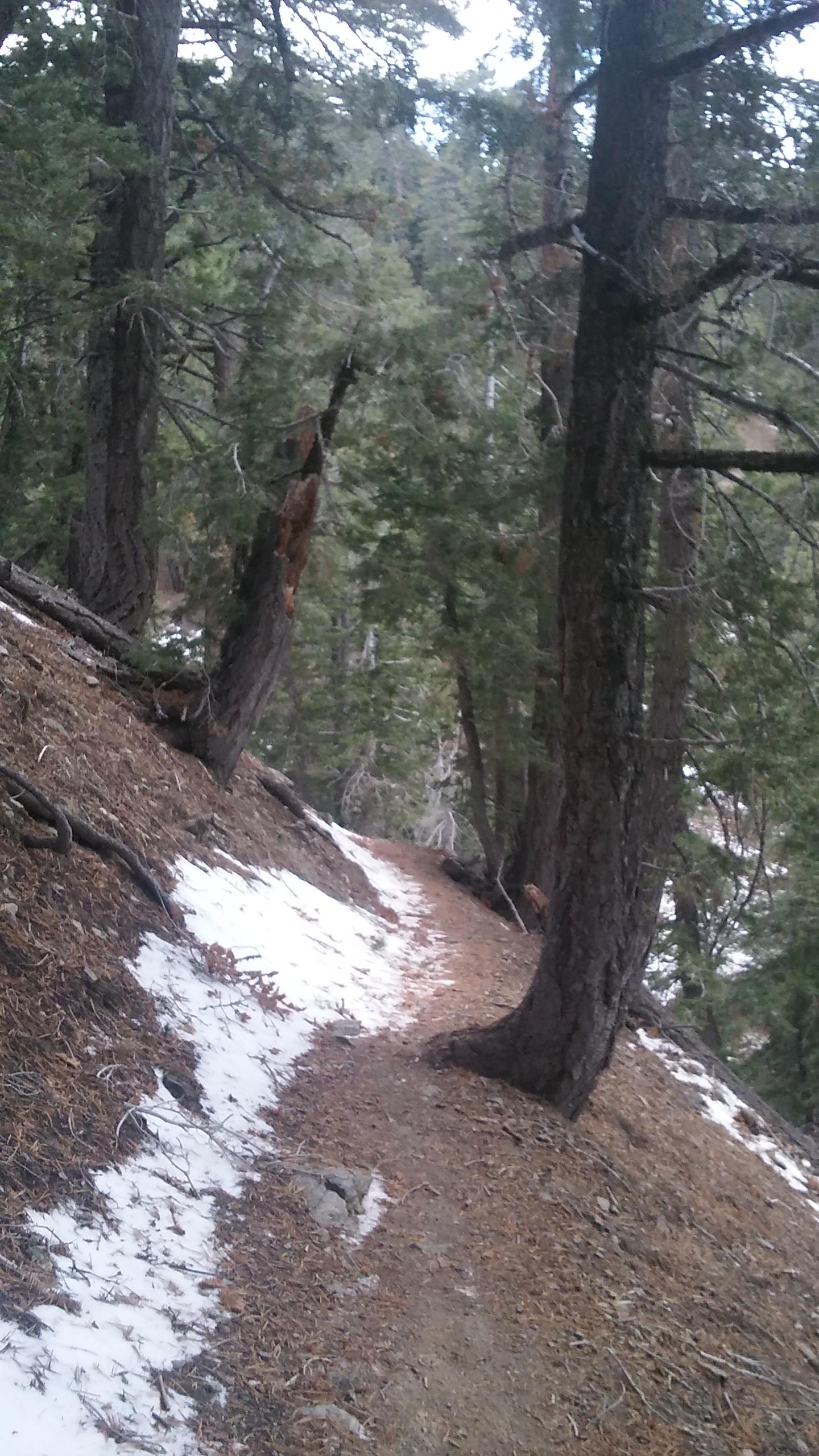 A winding dirt path through a forest, surrounded by tall trees and patches of snow on the ground. The scene depicts a tranquil, natural setting with a slight slope along the trail. Blue Ridge Trail mountain bike trail.