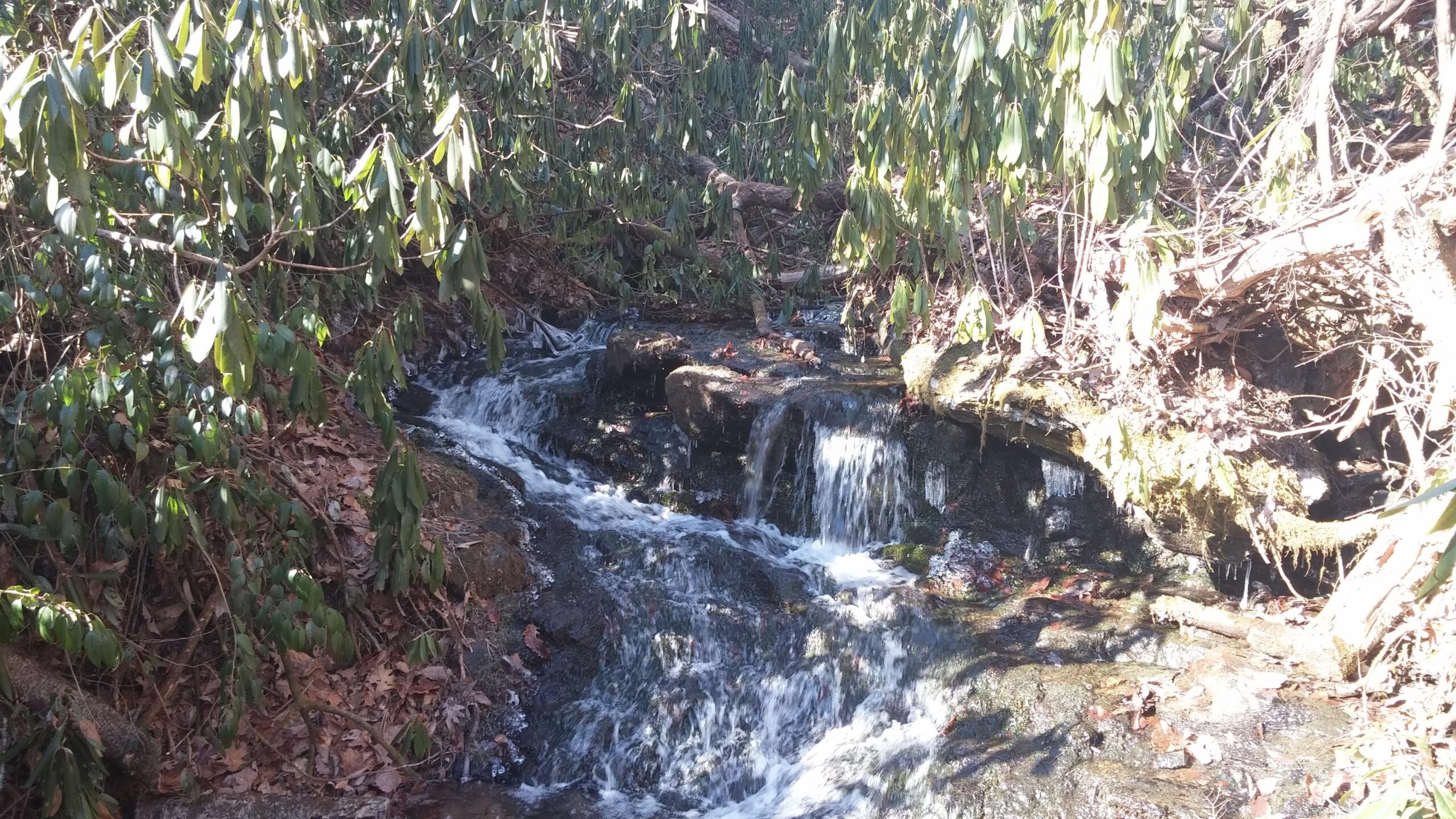 A small, flowing stream cascades over rocky terrain, surrounded by lush green foliage and scattered leaves. Sunlight filters through the leaves, illuminating the water and the surrounding natural landscape. Bracken Preserve mountain bike trail.
