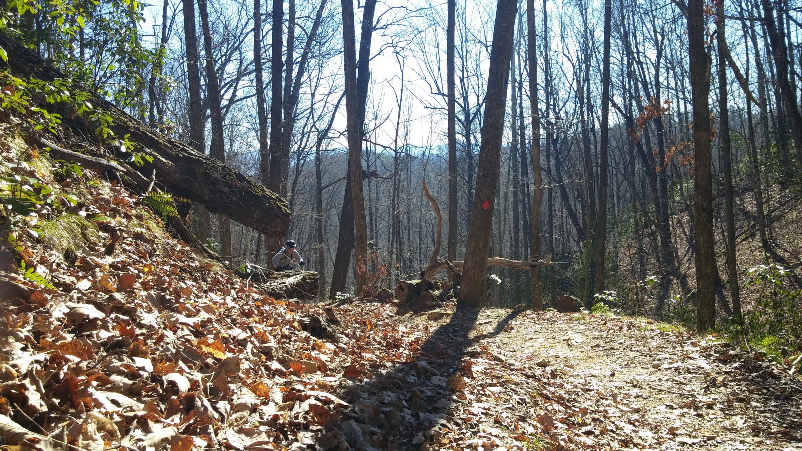 A serene forest scene featuring tall, bare trees with a carpet of fallen leaves on the ground. A hiker can be seen resting on a fallen log, surrounded by natural greenery and sunlight filtering through the branches. A red trail marker is visible on a nearby tree, indicating a hiking path in the distance. Bracken Preserve mountain bike trail.